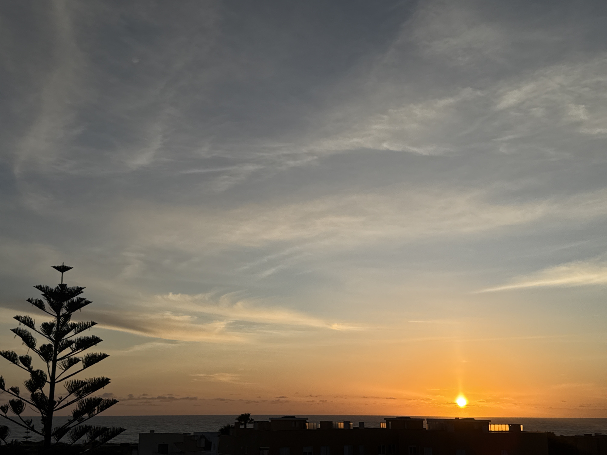 The image captures a sunset over the city of Vila Nova de Gaia, Portugal, as seen from an elevated perspective. In the foreground, the silhouetted branches of a Norfolk Island pine tree (Araucaria heterophylla) stand prominently on the left side. Below the tree is an obscured view of buildings and structures, also silhouetted. In the center, the orange sun is low on the horizon, reflecting brightly on the water of the Atlantic Ocean. Over the silhouetted buildings is the Ocean. The sky above transitions from a pale orange near the horizon to a muted gray with wisps of cirrus clouds overhead.