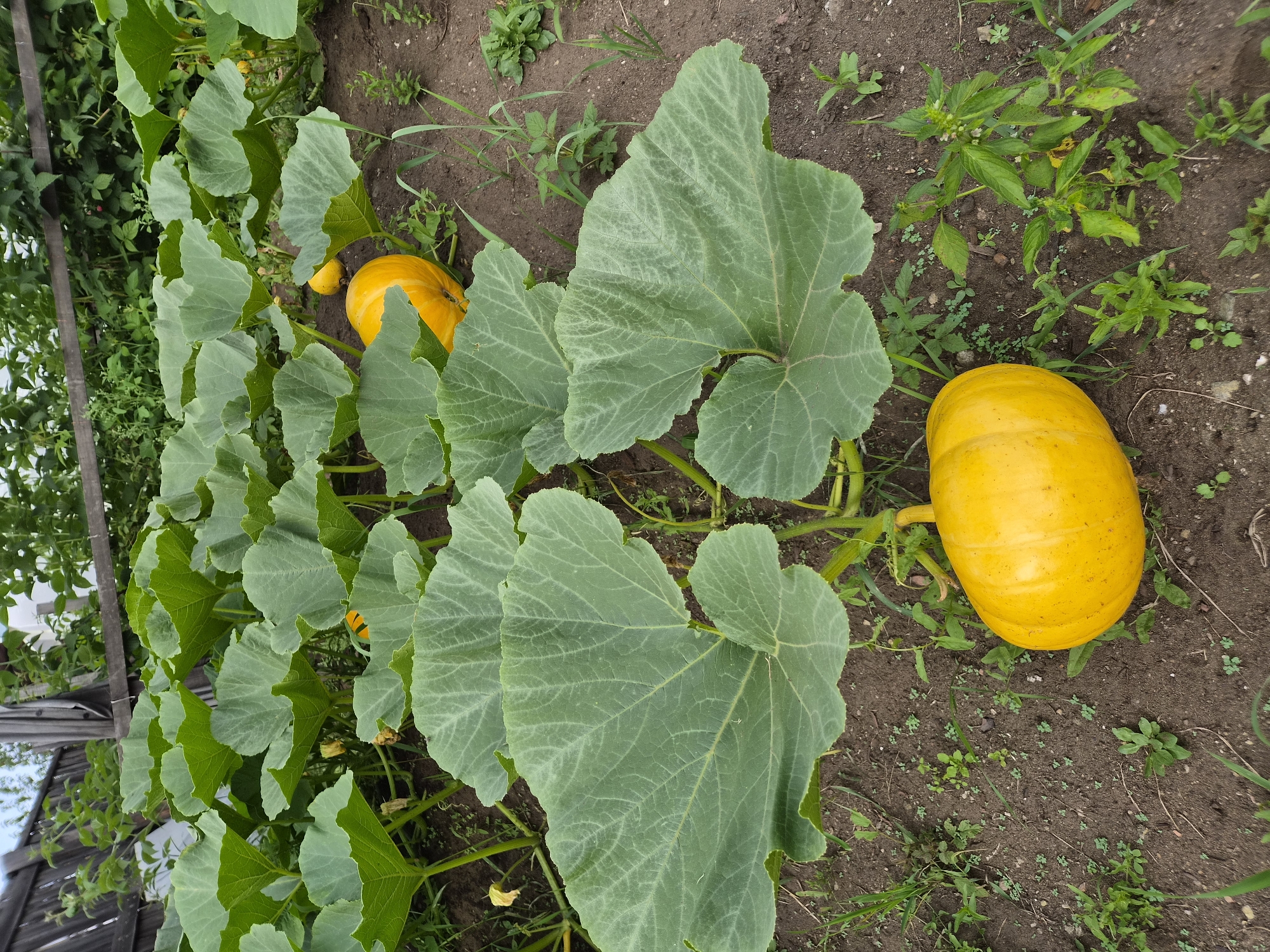 In the village of Balyaga, Russia, a garden plot is shown with several large, yellow pumpkins growing on vines. The pumpkins are round and smooth, with a vibrant orange-yellow color. They are nestled among large, green leaves that are characteristic of pumpkin plants. The ground is covered with dark brown soil, with some scattered green weeds and grass. In the background, a wooden fence and more greenery can be seen, suggesting a rural or suburban setting. The scene is outdoors, under natural lighting.