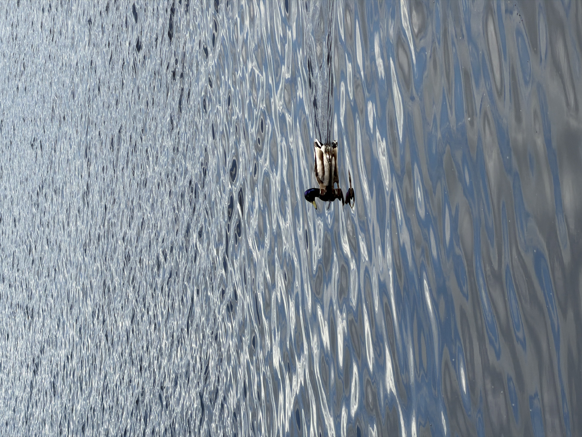 A long, panoramic shot shows a bird diving headfirst into shimmering water. The water's surface reflects sunlight, creating light and dark patterns that suggest movement and depth. The bird, possibly a duck, is positioned in the upper right of the frame, with its body angled downward towards the water. The scene appears to be set on a river or lake in Chaikovsky, Russia, with the water being the dominant feature.