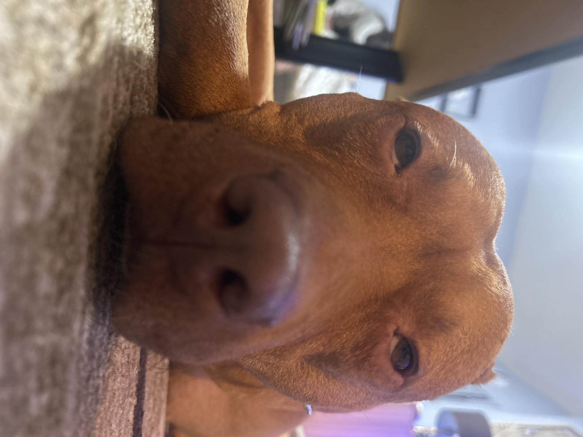 A close-up, rotated image depicts the face of a brown dog, possibly a Vizsla, with its nose and eyes prominently featured. The dog is lying on a textured surface, possibly a carpet, and a table or shelf edge is visible in the background. The setting appears to be indoors, under artificial lighting.