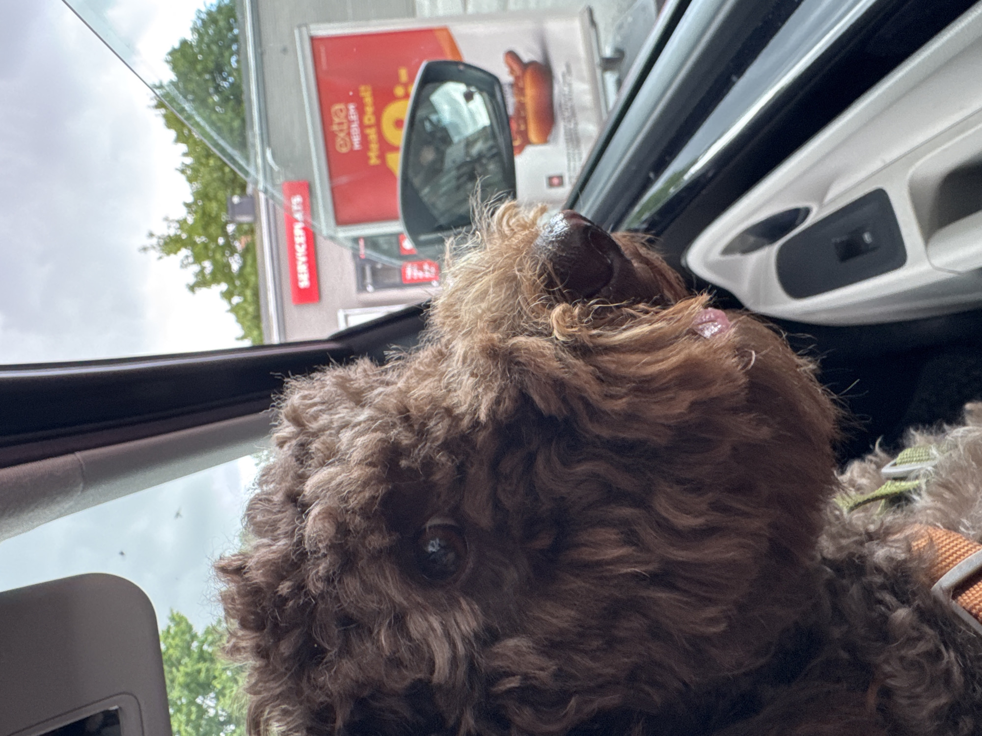 A medium shot shows a brown, fluffy dog with dark eyes and a wet nose, looking out of a car window. The dog is wearing a green harness and appears to be in motion. Outside the car, a red sign that says "SERVICEPLATS" is visible, along with a larger red billboard advertising an "extra MEDLEM. Meat Deal!" which features a picture of a hot dog. Trees and a cloudy sky are in the background. The car interior is visible, with a door panel and window controls in the foreground. The scene is likely at a service area or drive-thru in Åkersberga, Sweden.