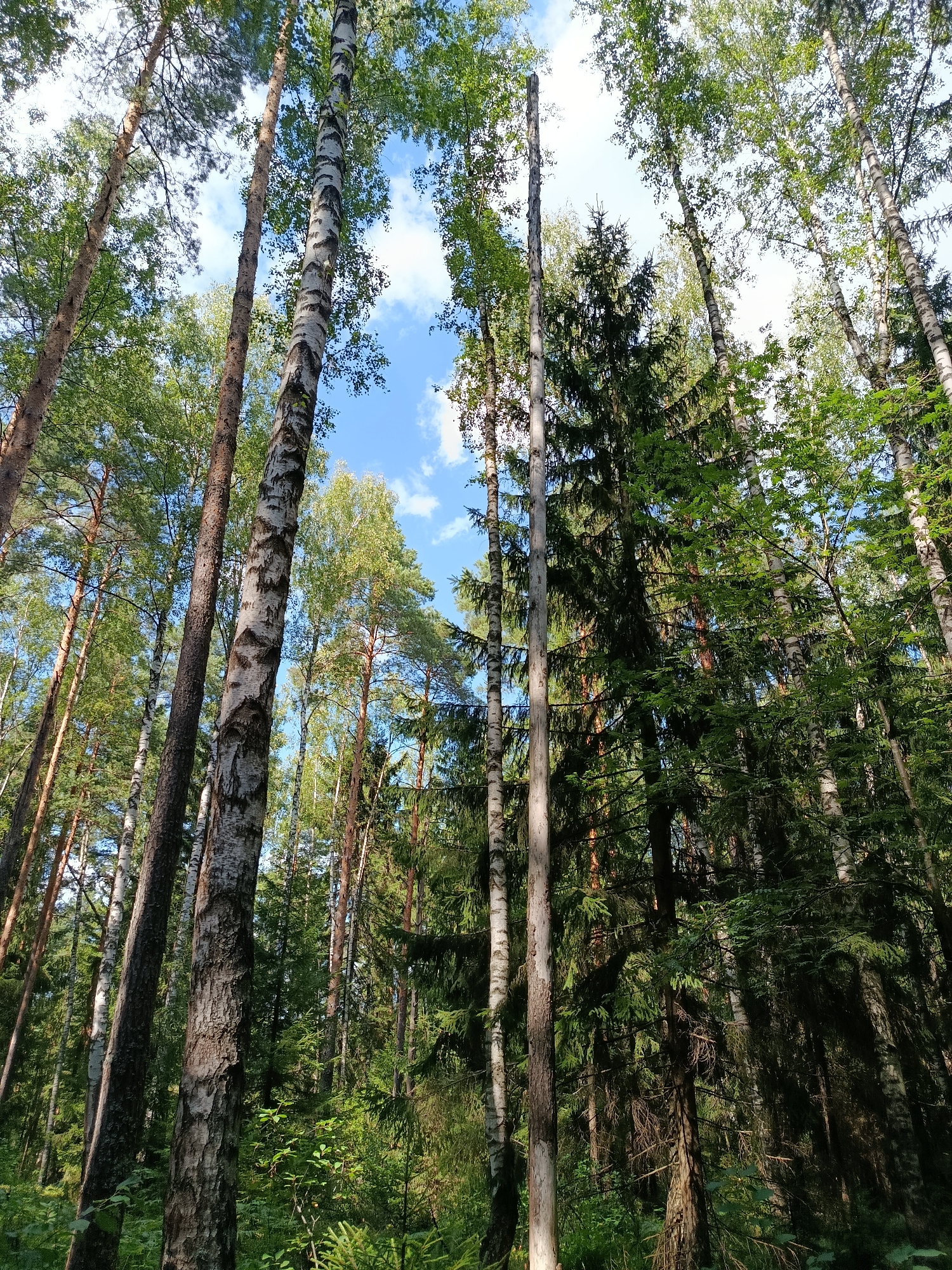 This is a low-angle, wide shot of a forest in Borduki, Russia, on a sunny day. The image is dominated by tall trees, including birches with white, black-marked bark and dark, coniferous trees. Sunlight filters through the green leaves and needles, casting shadows on the forest floor and illuminating the blue sky with scattered white clouds visible between the tree canopies. The foreground features dense undergrowth and fallen branches. No people or animals are present. The scene is natural and undisturbed.