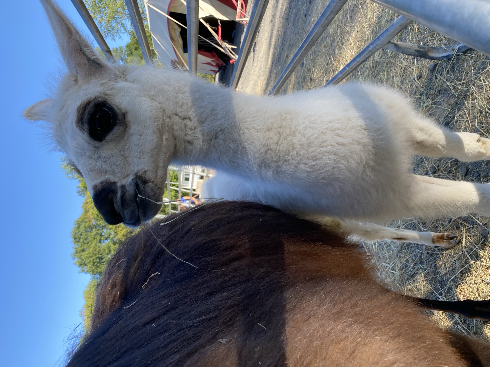 A close-up, eye-level shot shows a young white llama with dark eyes standing next to a dark-brown horse. The llama's mouth is slightly open, with a piece of straw visible. Behind the animals, a metal fence separates them from a gravel area with a tent and trees in the background. The sky is a clear blue, and the sun is casting shadows. The scene is set in Altenkirchen, Germany.
