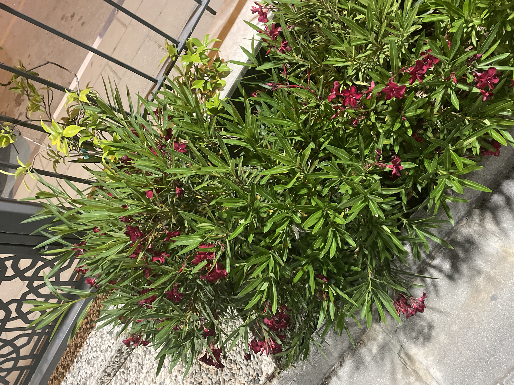 A close-up shot captures a cluster of dark pink oleander flowers amidst lush green foliage. The plant is situated next to a grey concrete curb and a gravel pathway. In the background, a dark metal fence with an intricate geometric pattern separates the plant from a paved area, possibly a street or walkway, illuminated by ambient lighting. The overall scene suggests an outdoor setting in the city of Yunus Emre, Turkey, possibly a residential or public garden area. No people or animals are visible in the frame.