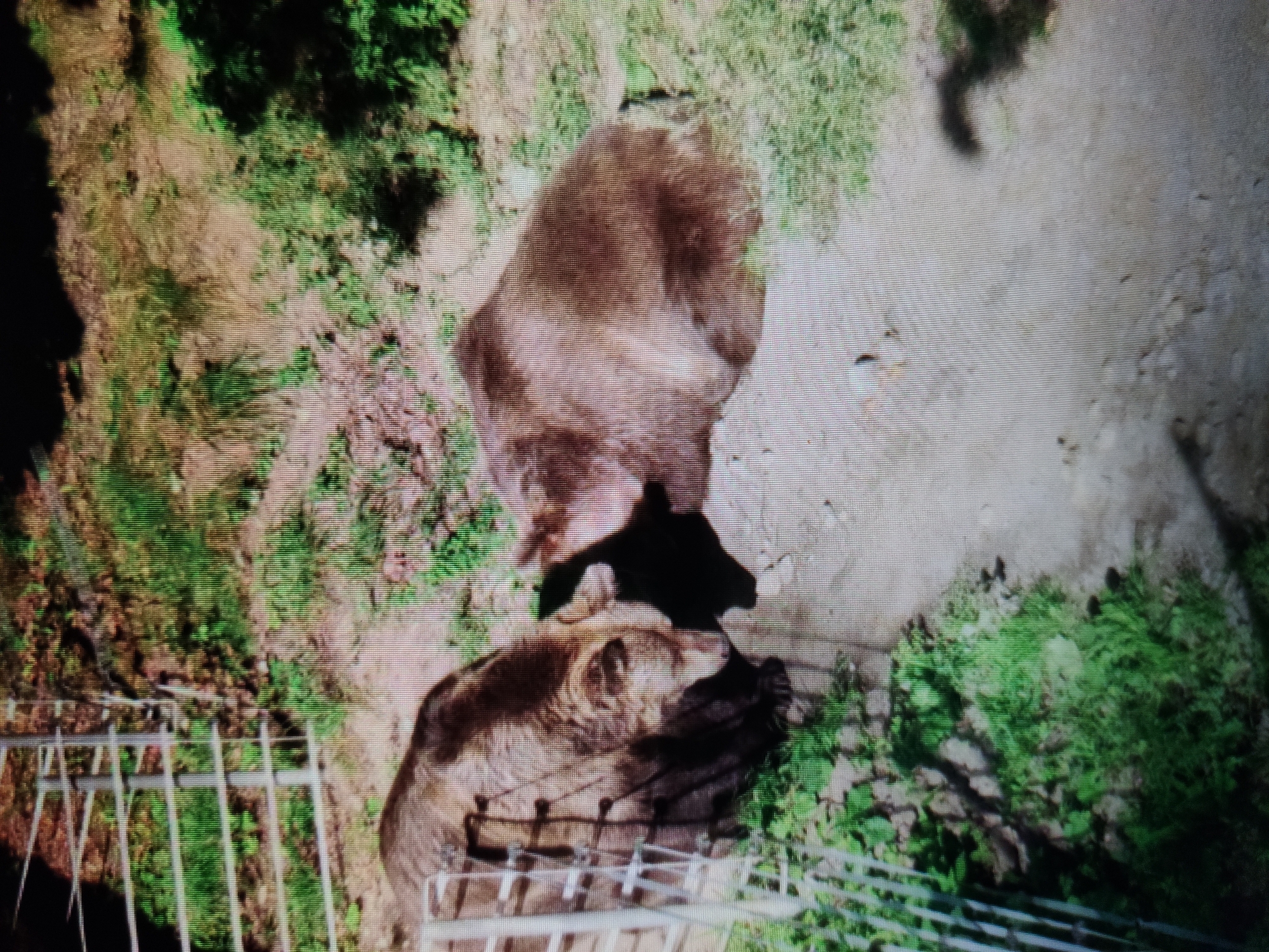 The image displays two bears in an outdoor enclosure, possibly a zoo or wildlife sanctuary. The enclosure features a metal fence on the left side and a naturalistic environment with dirt, grass, and vegetation. The bears are large and brown, with one bear facing towards the left and the other facing towards the right, appearing to be interacting closely. The lighting suggests it is daytime. The image quality is low, with visible pixelation. The location of the image in the city of Kalush, Ukraine, is not visually evident from the provided image.