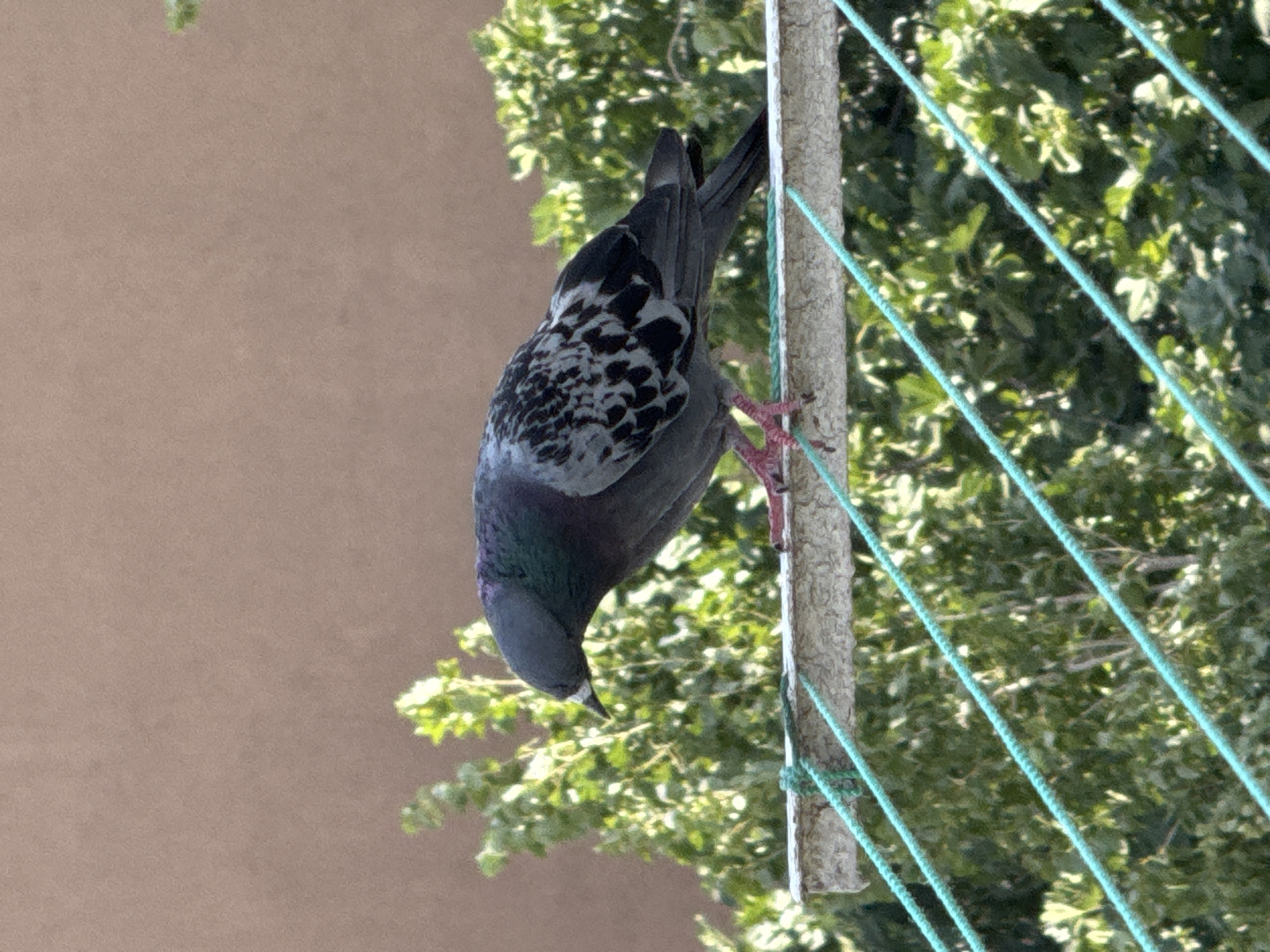 A pigeon, primarily grey with black and white speckled wing feathers, is perched on a clothesline. The bird's head is bowed and tilted downwards, facing towards the left side of the frame. Its legs are visible and appear pink. In the background, green foliage is abundant, interspersed with a muted brown wall. The clothesline itself is a narrow, weathered horizontal bar, with several teal-colored ropes running diagonally below it. The scene is set outdoors, suggesting a residential area in Gungoren, Turkey, possibly a balcony or backyard where laundry is hung to dry.