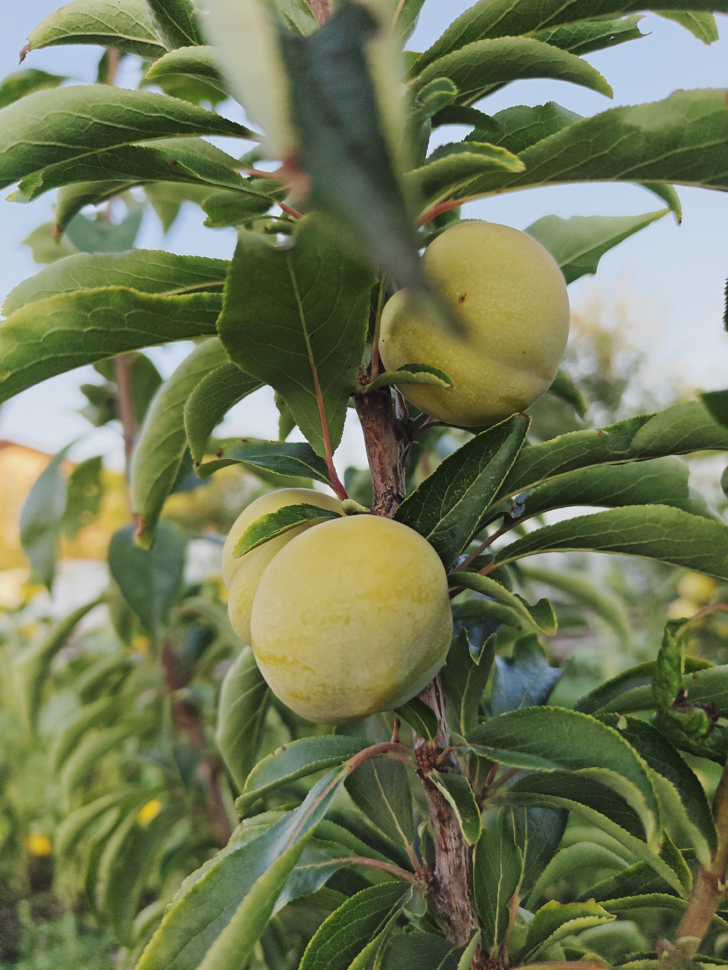 A close-up, vertical shot captures a branch of a plum tree laden with unripe, light green plums. The fruits are round and smooth, with a faint dusty coating. They are clustered on the branch, surrounded by lush, green leaves that show some subtle texture and veining. A thicker, brown branch serves as the central support for the plums and leaves. In the background, a soft blur of green foliage and a hint of a building with a yellow wall suggest an outdoor, possibly residential, setting. The sky is a pale blue, visible through gaps in the leaves. The image does not contain any people or indicate any specific activity. The location is identified as Bulgakovo, Russia.
