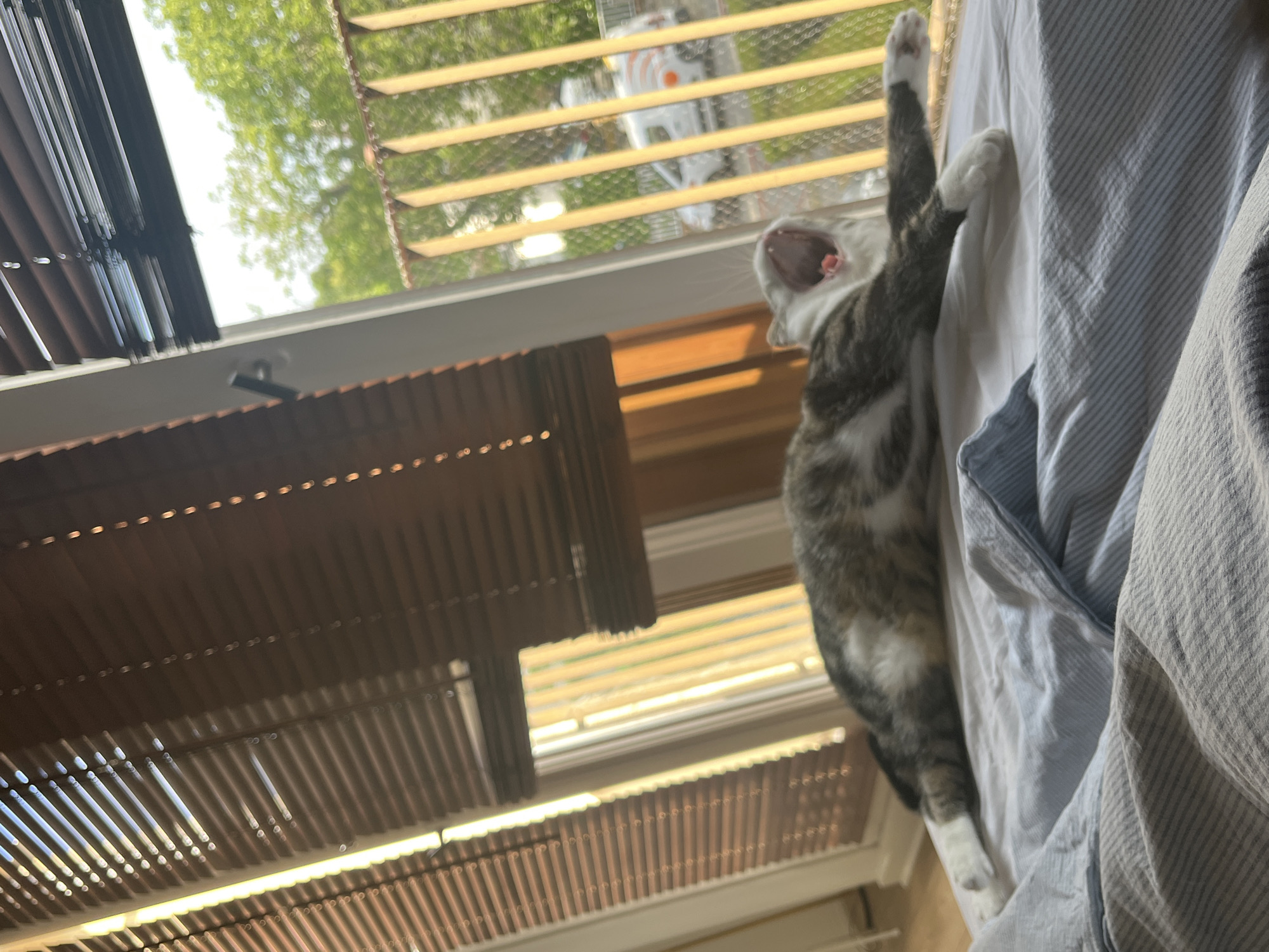 A tabby cat is captured mid-yawn, stretched out on a bed with white and blue striped sheets. The cat's mouth is wide open, revealing its pink tongue and inner mouth. Sunlight streams in from a window, partially covered by brown blinds, casting long shadows across the room and onto the cat. Through the window, a balcony with vertical railings is visible, and beyond that, trees and a street with a white van can be seen, suggesting an urban setting. The environment appears to be a bedroom, likely in an apartment, given the presence of the balcony. The exact location in Fresnes, France, cannot be determined from the image alone.