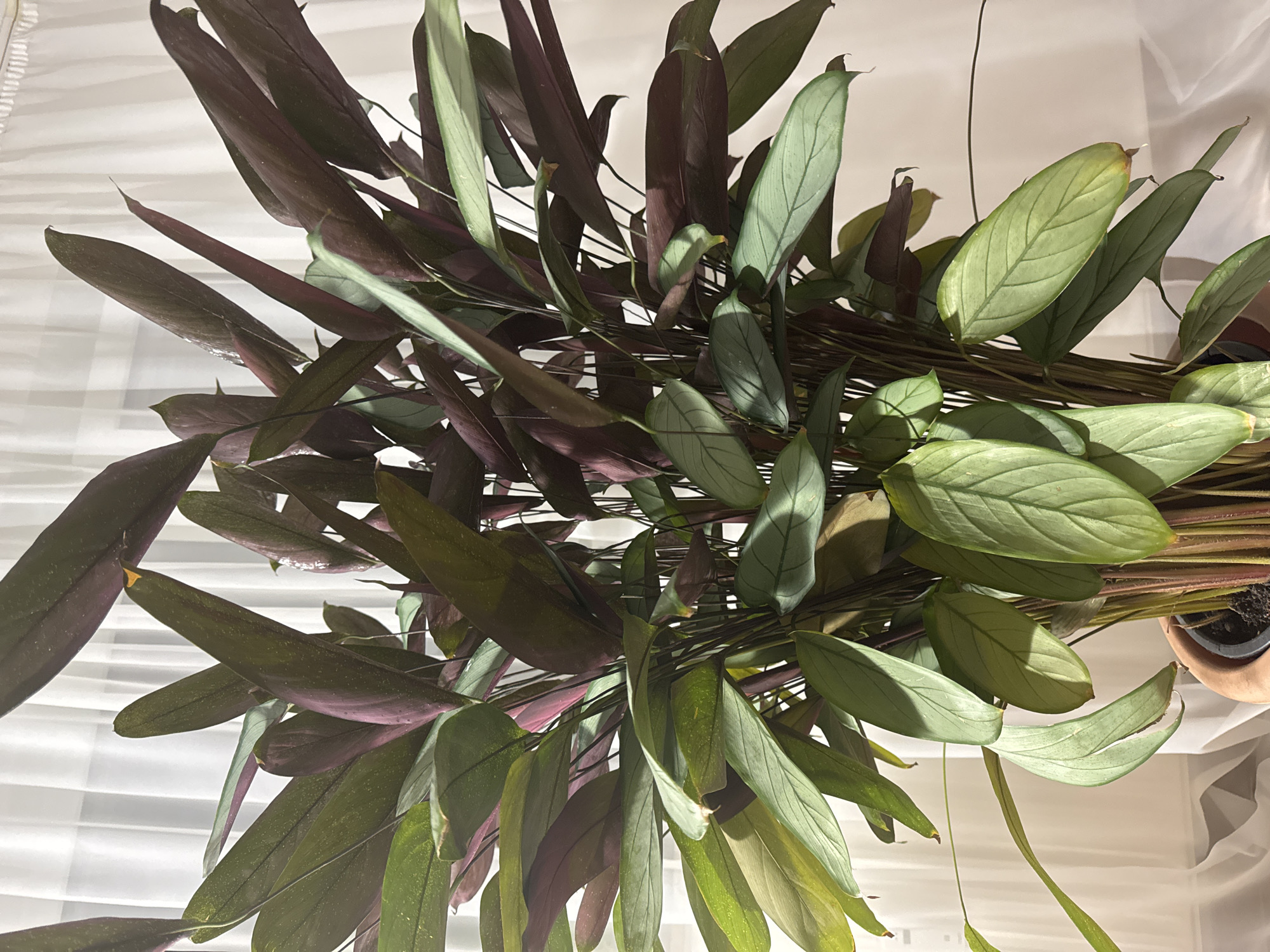 An indoor plant, likely a Calathea species, is the primary subject of the photograph. The plant has numerous long, lance-shaped leaves with a dark green upper surface and a deep purple underside, giving it a multi-toned appearance. The leaves exhibit subtle striations and a slight sheen, suggesting they are healthy and possibly recently watered. The plant is densely packed, with many upright stems rising from a pot that is partially visible at the bottom of the frame. The pot appears to be made of terracotta.
The plant is positioned in front of a sheer, white curtain that is draped and slightly wrinkled, creating a soft, diffused background. The lighting suggests an indoor environment, possibly near a window, with light filtering through the curtain. There is a slight shadow cast on the curtain from the plant. The overall scene is static and peaceful, with no people or animals present. The image was taken from a medium distance, capturing the full height of the plant and its bushy foliage. The location of Bietigheim-Bissingen, Germany is not evident from the visual information within the image itself.