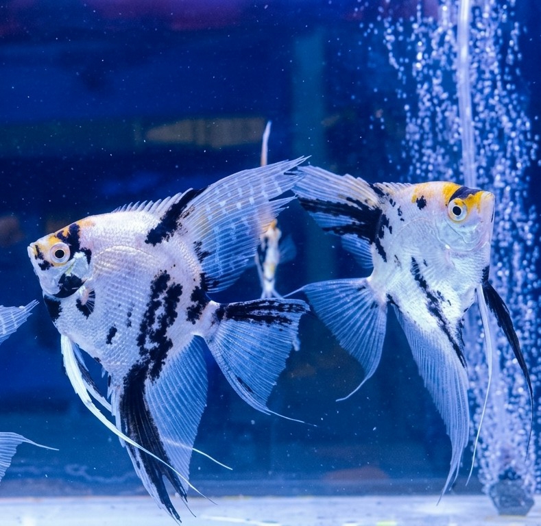 The image shows two angelfish swimming in an aquarium. The angelfish are white with black markings, and have long, flowing fins. There is an aerator in the background, creating bubbles in the water. The aquarium is located in City of Medan, Indonesia.