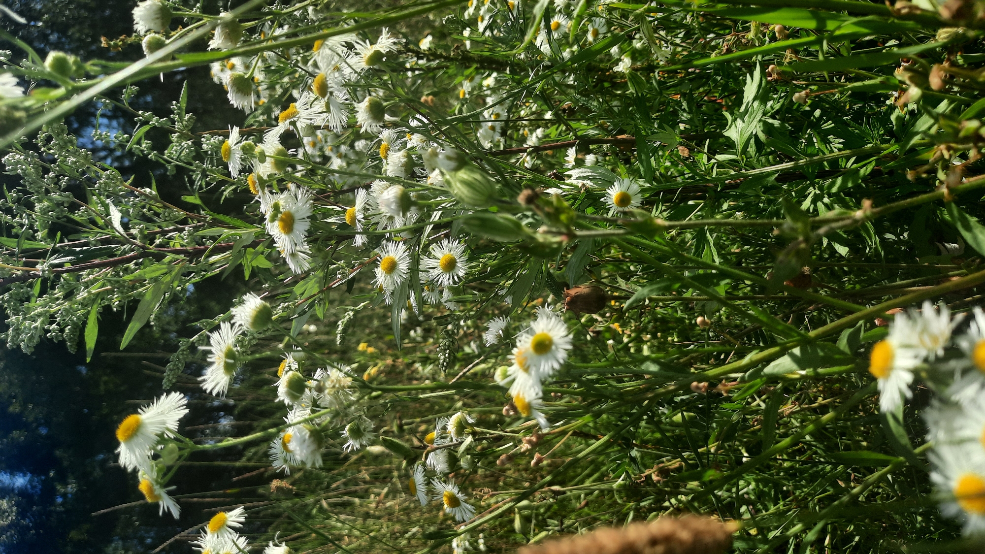The image depicts a close-up view of a dense patch of white daisies with yellow centers, growing amidst tall green grass and other wild foliage. The flowers are in various stages of bloom, with some fully open and others still in bud. The background is a blur of green leaves and dark tree trunks, suggesting a natural setting like a field or a roadside verge within the city of Shklov, Belarus. The lighting indicates it is daytime, with sunlight filtering through the vegetation. There are no people or animals visible in the frame. The overall impression is one of natural beauty and untamed growth.