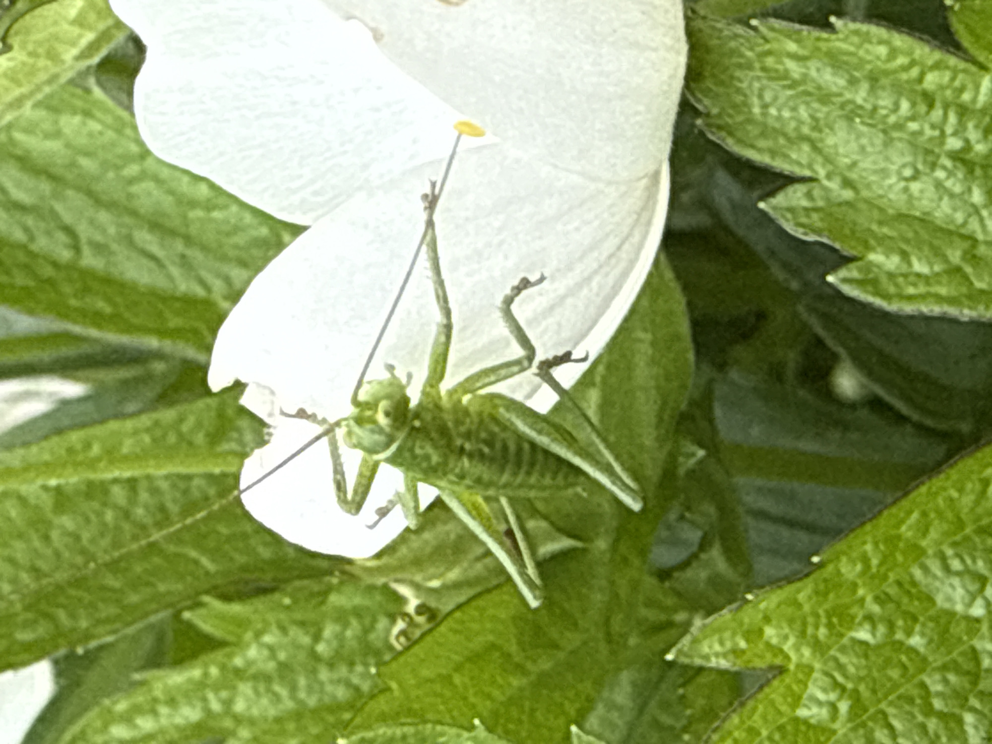 A close-up photograph captures a vibrant green insect, likely a grasshopper or katydid nymph, clinging to the underside of a delicate white flower petal. The insect's head is pointed downwards towards the viewer, with its segmented body and slender legs clearly visible against the bright petal. One of its long, thin antennae extends upwards, nearly touching a tiny yellow anther or pistil at the very top edge of the white flower.
The white flower petal dominates the upper and central portion of the frame, serving as a bright backdrop for the insect. Surrounding the main subjects are lush green leaves, some showing intricate vein patterns and textures, indicating a natural, outdoor setting. The background leaves are softly blurred, creating a shallow depth of field that emphasizes the insect and flower. The lighting suggests it is daytime. No people or man-made objects are present, and there is no visible text. The scene is set in an outdoor environment in Votkinsk, Russia.