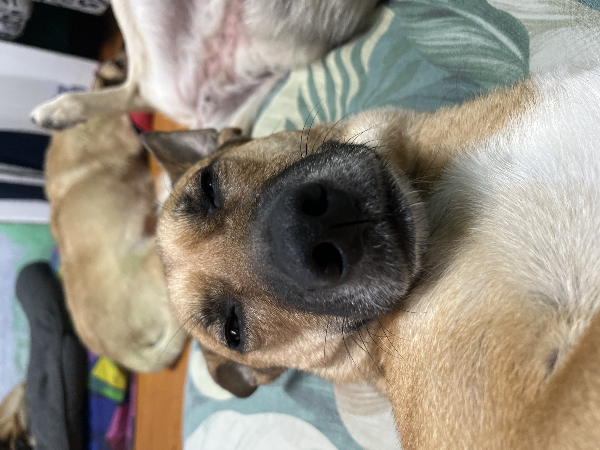 The image shows a close-up of a dog, possibly a pug or a similar breed, lying down. The dog's face is the main focus, with its nose and eyes visible. It appears to be resting or sleeping, with its eyes partially closed. The fur is a mix of brown and white. In the background, another dog is visible, partially out of focus and lying on its back. The setting appears to be indoors, possibly on a bed or sofa, with a patterned fabric underneath the dogs. The overall mood is relaxed and peaceful. There is no visible text in the image.
