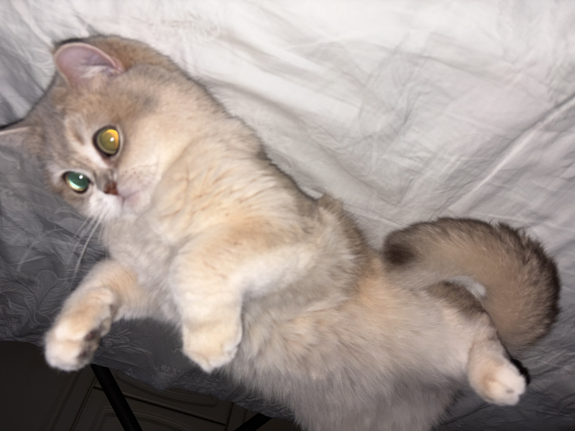 A light-colored cat with heterochromia (one yellow eye and one green eye) lies on white wrinkled bedding. The cat's tail is curled upward. Part of a dark wooden object is visible at the bottom left of the frame. The location cannot be determined from the image.
