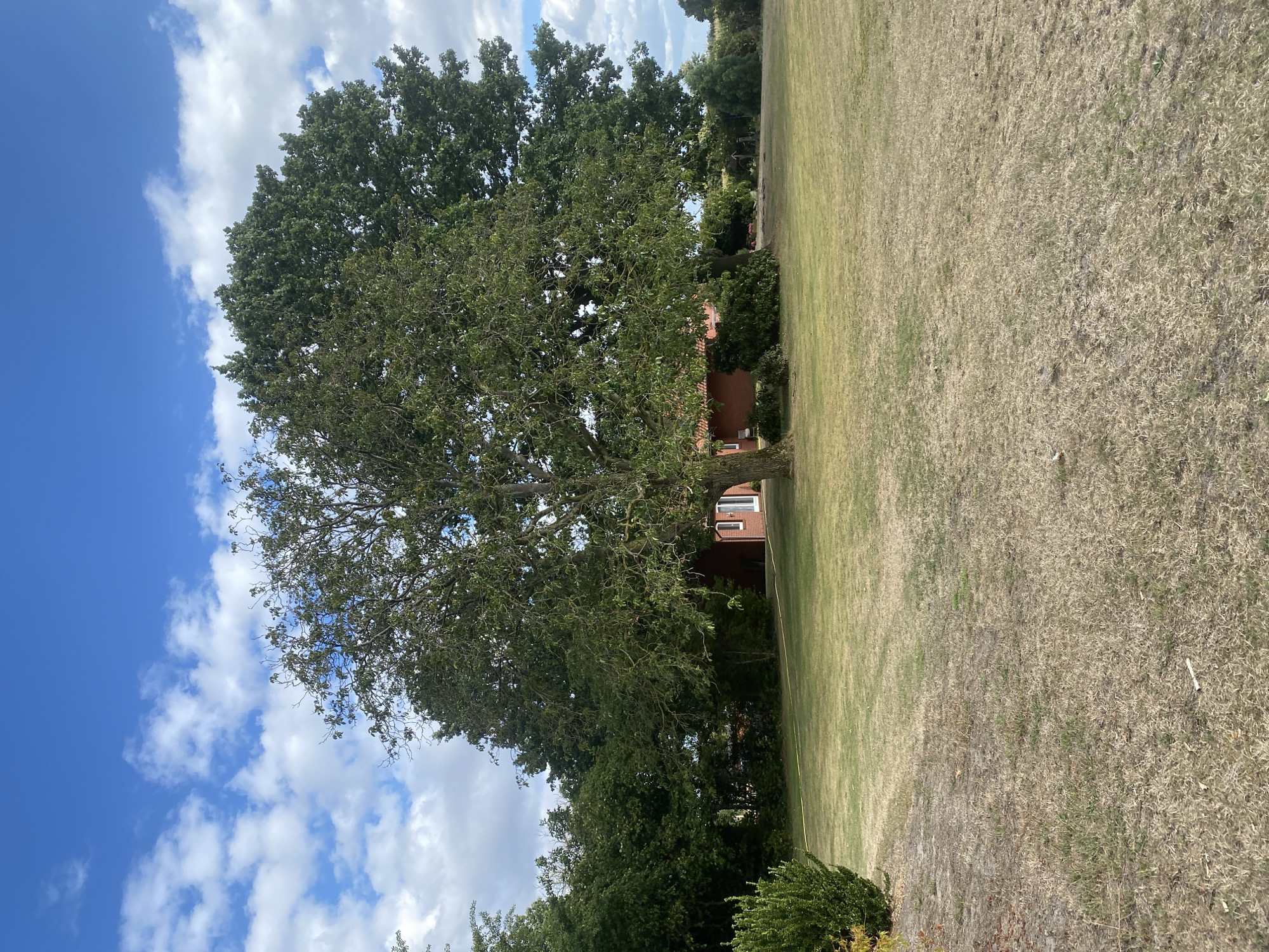 An exterior, eye-level, full shot captures a residential property in Schwarme, Germany on a partly cloudy day. The foreground is dominated by a large, well-maintained lawn, with some patches of dry, brown grass indicating potential summer dryness. A thick, mature tree stands prominently in the mid-ground, its branches sprawling and covered in green leaves. Behind the tree, a red brick house with white-trimmed windows is visible. The house appears to be a single-story structure with a traditional roof. To the left of the house and tree, a dense cluster of green bushes and trees forms a natural barrier. The background consists of more trees and foliage, suggesting a rural or semi-rural setting. The sky above is a vibrant blue, dotted with fluffy white clouds, indicative of fair weather. The overall scene evokes a sense of tranquility and domestic life.