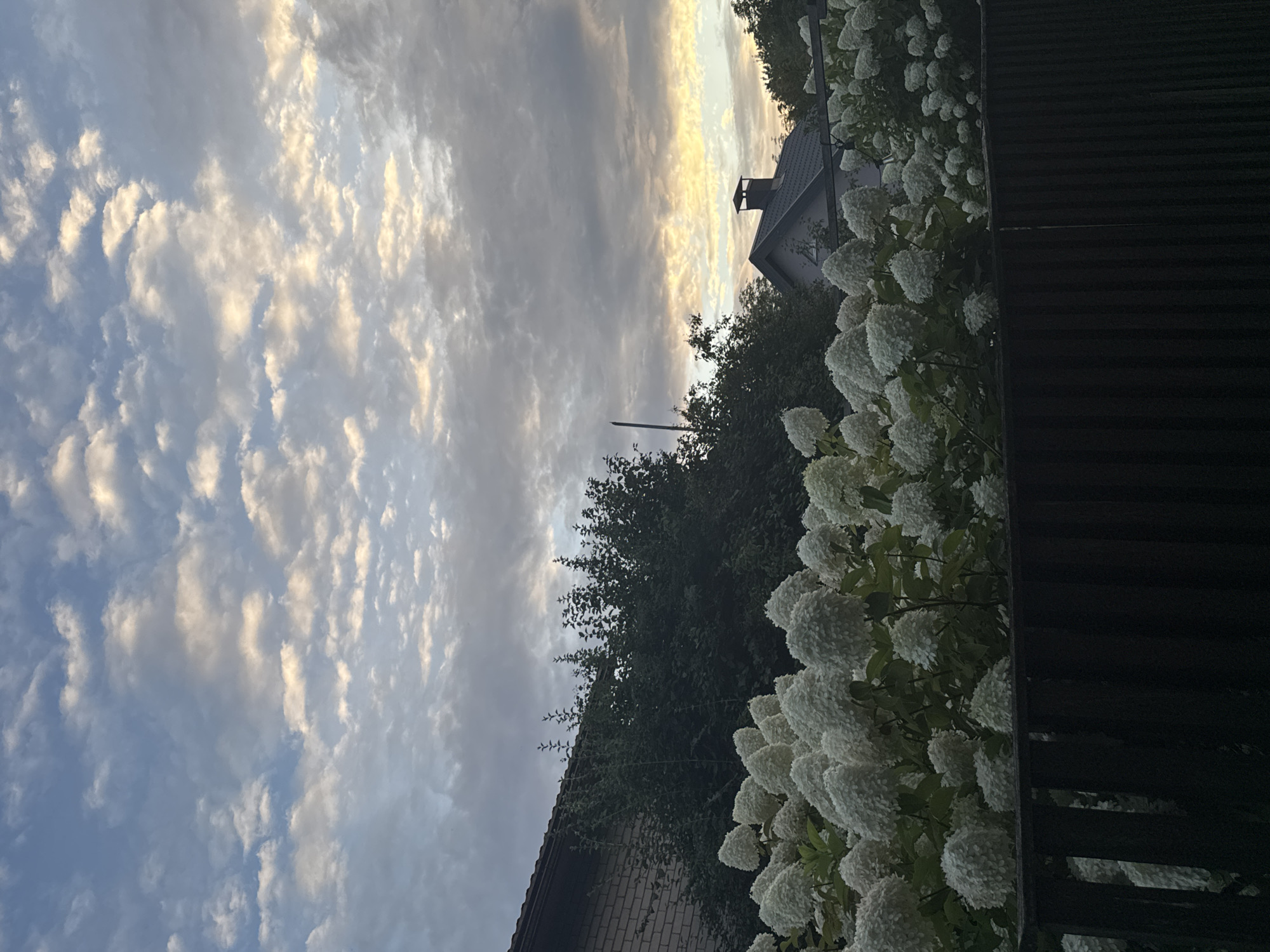 The image depicts a dusky sky filled with scattered clouds, some illuminated by what appears to be a setting sun. Below the sky, the upper portions of several houses are visible, including a brick building on the left and a house with a dark roof and a chimney on the right. In the foreground, a dense cluster of white hydrangeas blooms above a dark wooden fence. The scene suggests a residential area, likely a backyard or garden, in Carnikava, Latvia. No people are visible in the frame, and no specific actions or interactions are occurring. The overall impression is a tranquil evening in a suburban or rural setting.