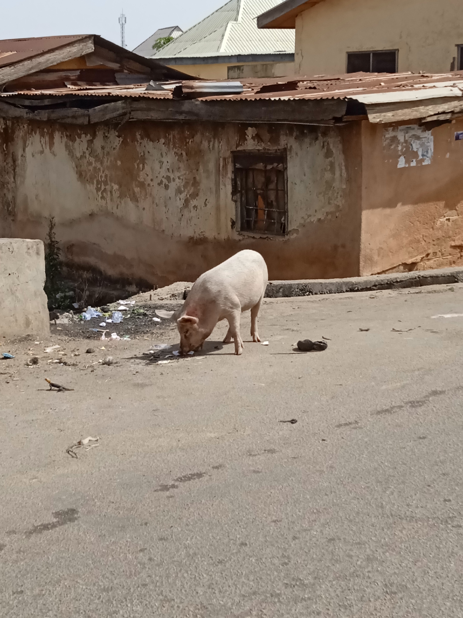 A pig is foraging in a trash-strewn street in an urban setting. The buildings in the background appear dilapidated. A lizard is present on the street.