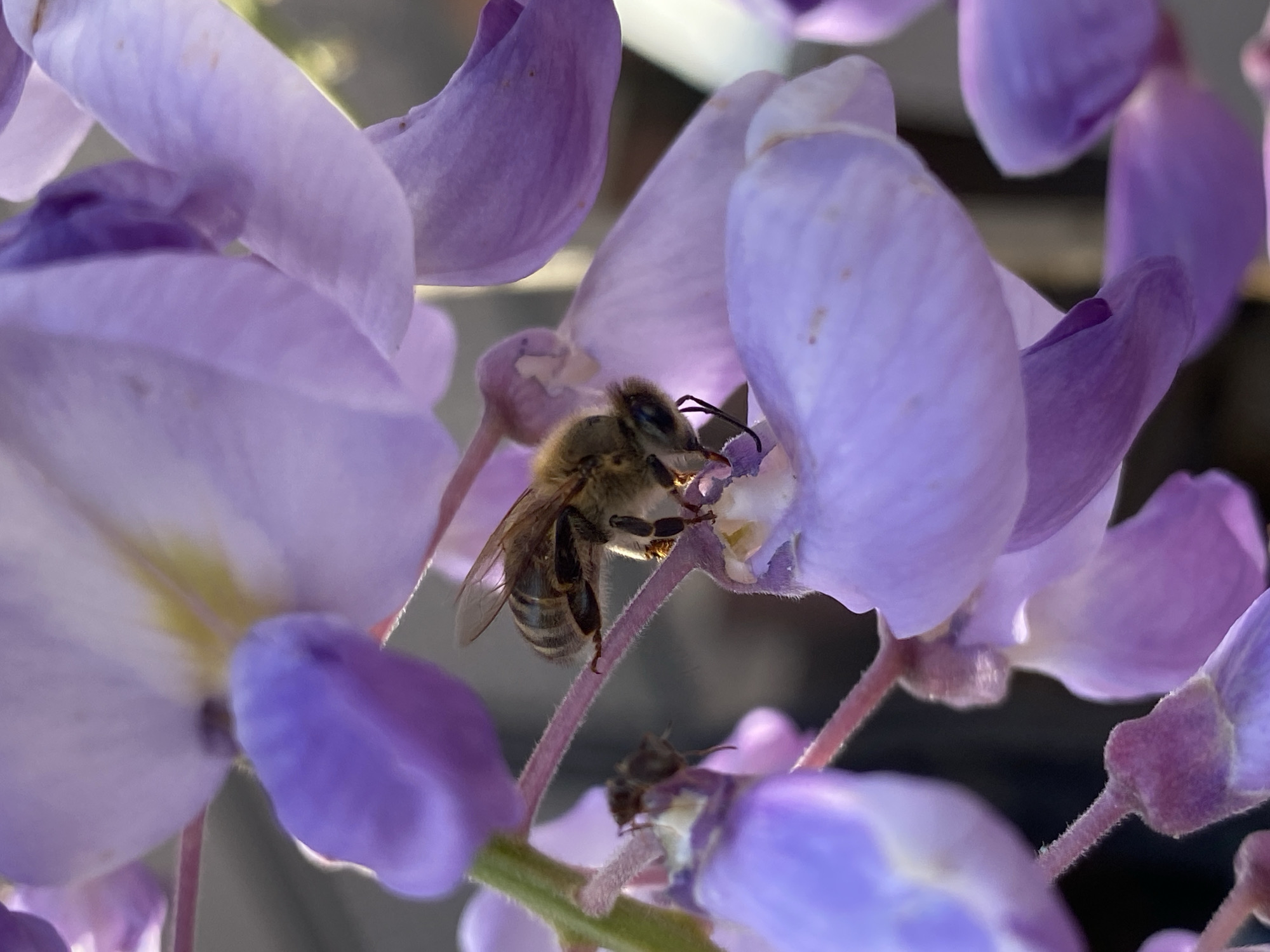 A bee is feeding on a light purple wisteria flower. The bee is light brown with black stripes. The background is blurry and consists of more wisteria flowers and foliage. The location is not discernible from the image.