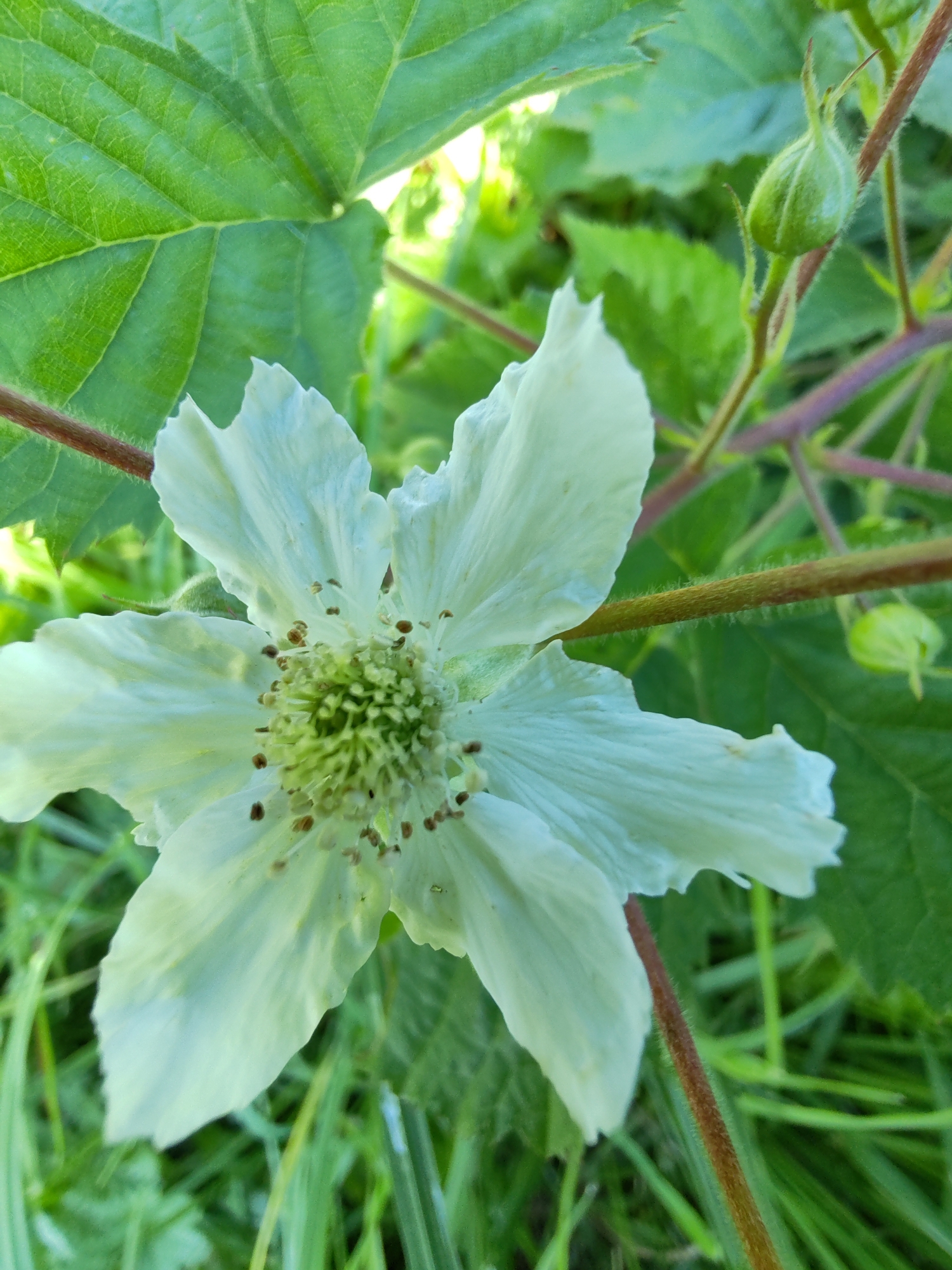 A close-up, eye-level shot captures a single white flower, likely a wild blackberry blossom, in sharp focus. The delicate petals are slightly ruffled and tinged with a pale green at their base. The center of the flower reveals a cluster of light green pistils surrounded by numerous brown stamens, each tipped with a tiny brown pollen grain. The flower is positioned centrally, slightly angled, with its petals extending outwards. Behind the blossom, soft green leaves create a lush backdrop, with some appearing out of focus and others in sharper relief. A small, green, unopened bud can be seen to the upper right of the flower, attached to a thin, reddish-brown stem. This stem, also fuzzy with fine hairs, runs horizontally across the mid-right of the frame. The overall impression is of a natural, outdoor setting, possibly a garden or a wild meadow. The light appears to be natural sunlight, casting gentle shadows and highlighting the textures of the petals and leaves. The environment is predominantly green, with hints of brown in the stems and stamens, and white in the flower petals. The image does not provide any specific indicators of location within the city of Чухлэм, Russia.