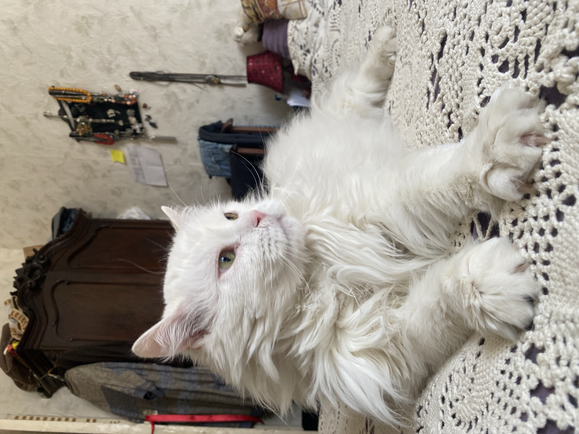 A white, long-haired cat is lying on a white, lace-covered surface. The cat is facing left in the image and is looking upwards. A dark wooden dresser is visible in the background, along with a wall containing mounted jewelry and other objects. The location is likely an indoor domestic setting and is unlikely to be in the city of Khimki, Russia, due to lack of geographical markers.