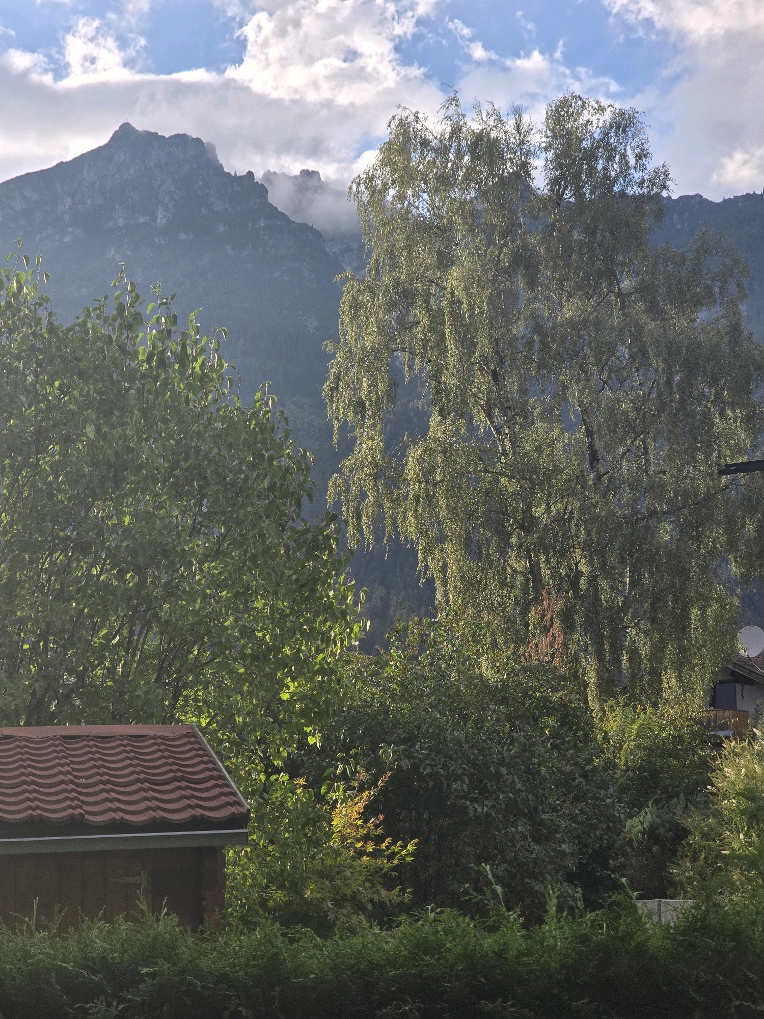 The image captures a view of the Zugspitze mountain range, likely from Garmisch-Partenkirchen, Germany, on a partly cloudy day. In the foreground, a small wooden shed with a red tiled roof is visible on the left. Dense green foliage, including conifer bushes and deciduous trees, dominates the middle ground. A large, mature birch tree with weeping branches stands prominently in the center-right, its leaves illuminated by sunlight. In the background, the rugged, mist-shrouded peaks of the Zugspitze mountains rise against a backdrop of blue sky with scattered white clouds. The overall scene conveys a serene, natural landscape with elements of human settlement integrated into it.