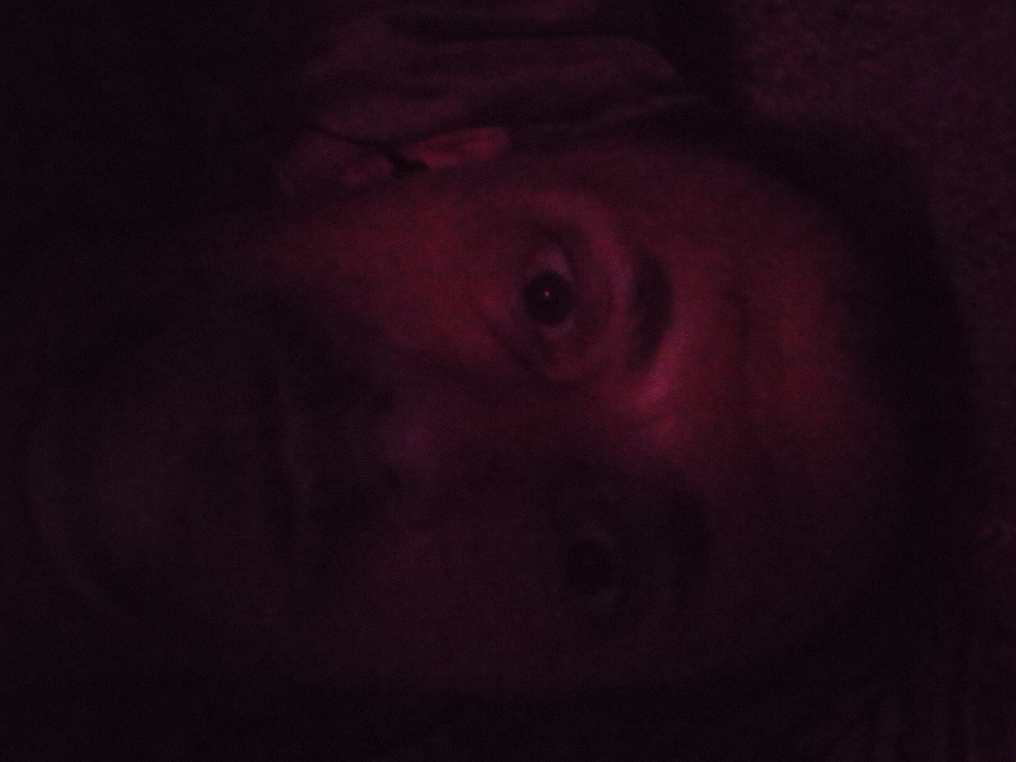 The image is a close-up, dimly lit, upside-down photograph of a person's face. The lighting is predominantly red, casting a deep, dark hue over the entire frame. The subject's eye is clearly visible, with a dark pupil. The surrounding area is dark, with some hints of fabric or a soft surface, possibly a blanket or pillow, visible in the upper portion of the image. The image appears to be taken indoors in a low-light environment, possibly at night or in a room with minimal artificial light. The subject's expression is unreadable due to the lighting and orientation of the photograph. There is no visible text in the image.