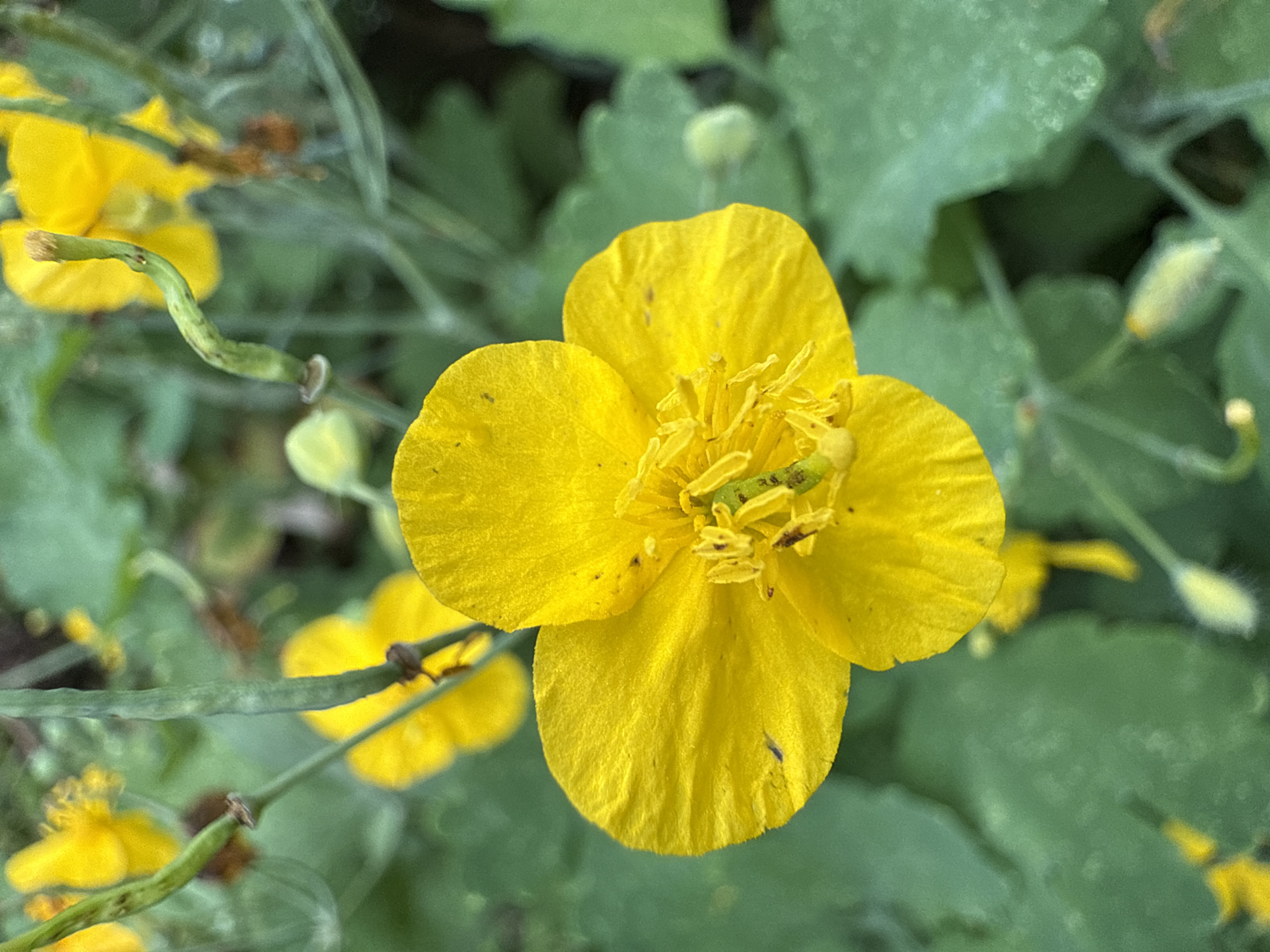 A close-up, eye-level shot captures a bright yellow flower in the foreground. The flower has four petals and a cluster of yellow stamens in its center. The petals are slightly creased and have a soft, velvety texture. The flower is surrounded by blurred green foliage, with other out-of-focus yellow flowers visible in the background. The lighting suggests it is daytime, with natural light illuminating the scene. The image is taken in an outdoor, natural setting, likely a garden or park.