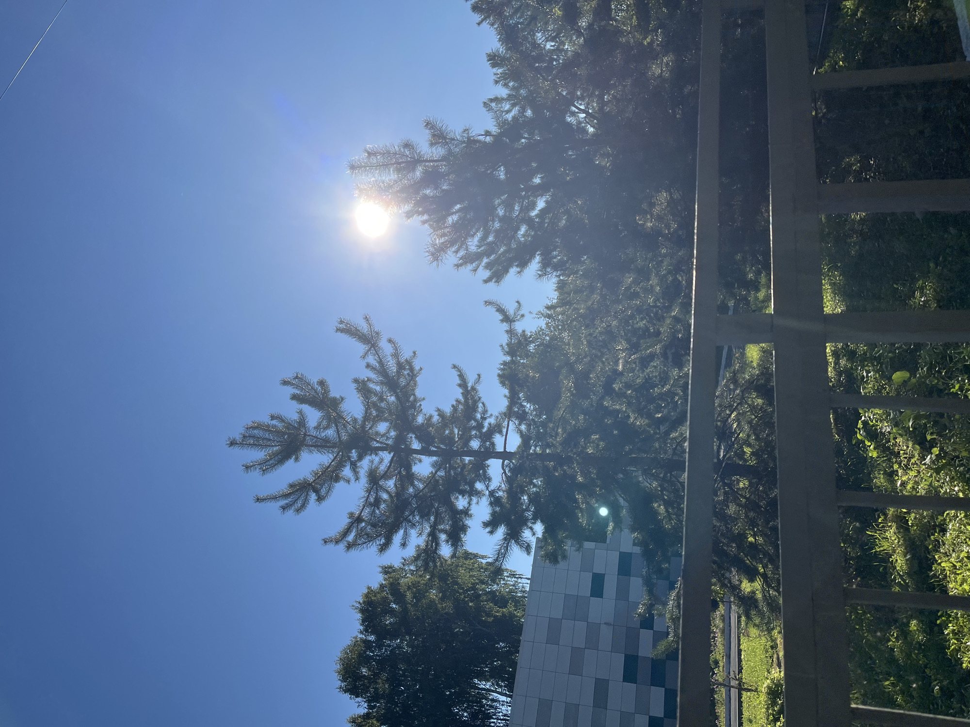 The image shows a clear blue sky with the sun shining brightly, casting lens flare and highlighting the branches of several coniferous trees. A modern building with a checkered facade of grey and white squares is visible in the background. In the foreground, a wooden fence or railing runs horizontally across the frame. The ground beneath the fence is covered in green grass and some foliage. The scene appears to be an outdoor setting in Blagoveshchensk, Russia, during daylight. There are no people or animals visible in the image.