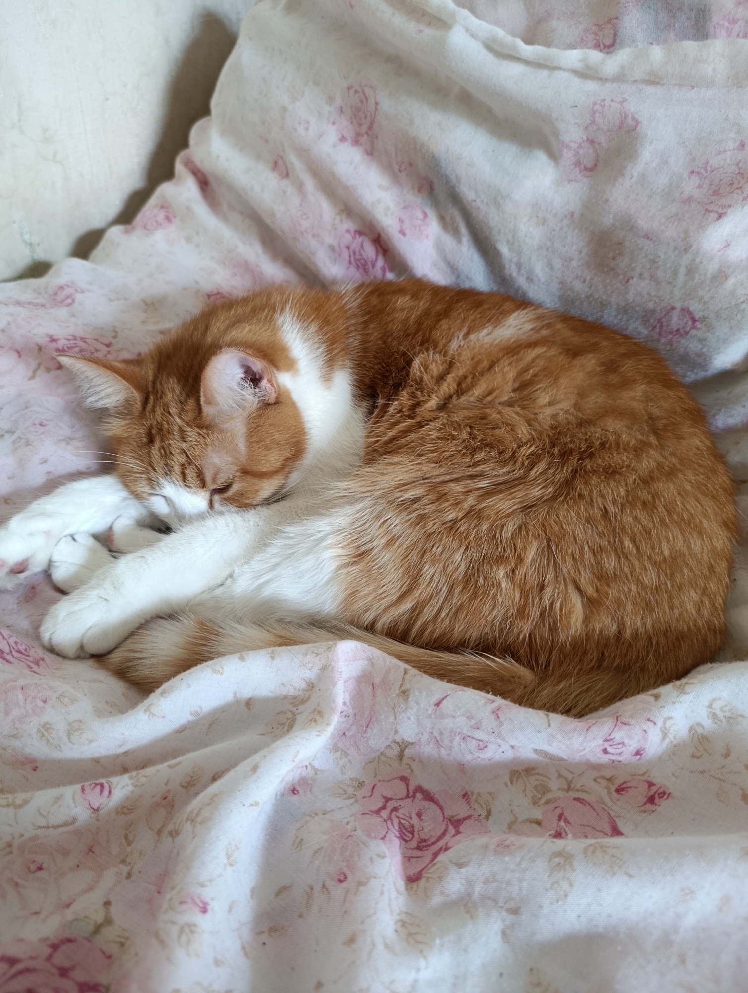 An orange and white cat is curled up and sleeping on a blanket with a floral pattern. The blanket is white with pink roses. The cat is facing to the left and its paws are tucked in. Its eyes are closed. The background appears to be a wall. This image was taken in Cherkasy, Ukraine.