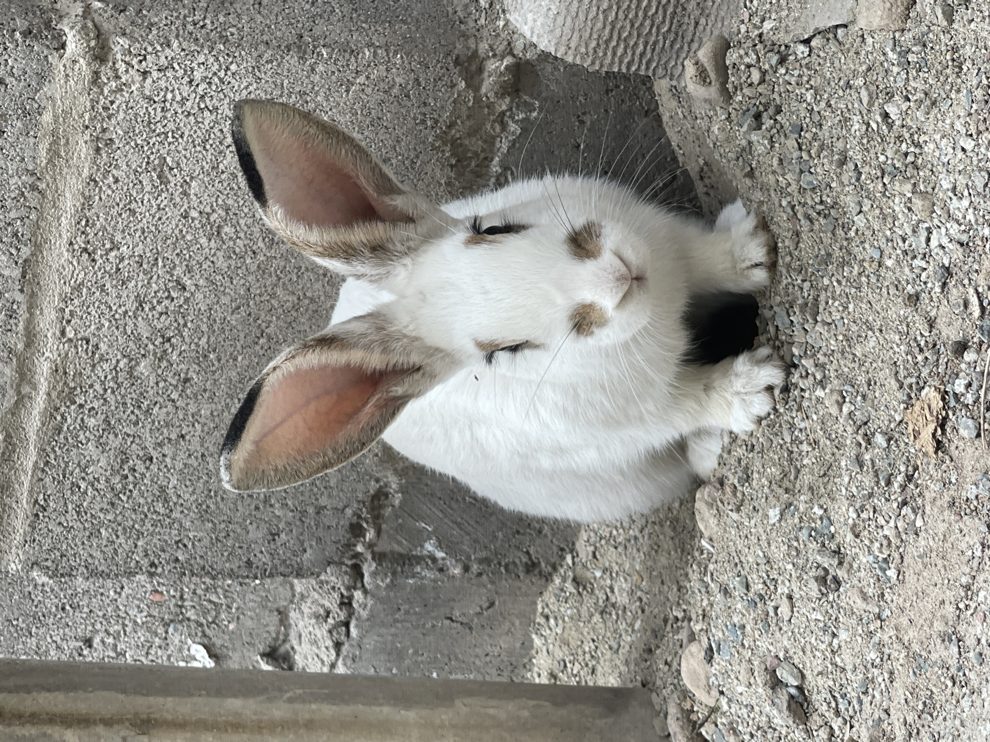 A white rabbit with tan markings on its ears and face sits on a rough, gravelly surface in front of a textured concrete wall. The rabbit is facing the camera, its large ears erect. To the left of the rabbit is a portion of a gray cylindrical object, possibly a post or pipe. The environment appears to be an outdoor urban setting, consistent with Bishkek City, Kyrgyzstan, characterized by the rough concrete and gravel ground. There are no people visible in the image.