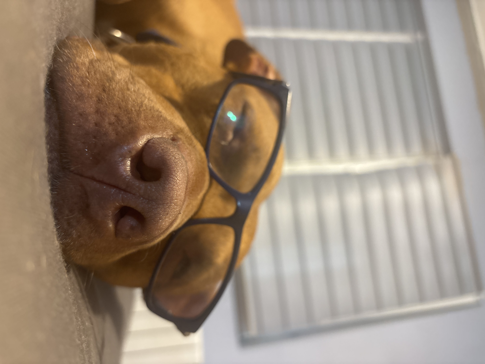 A brown dog wearing glasses is lying on a gray surface. The dog's nose is prominent and close to the viewer. Behind the dog are vertical white blinds. The location is not discernible from the image.