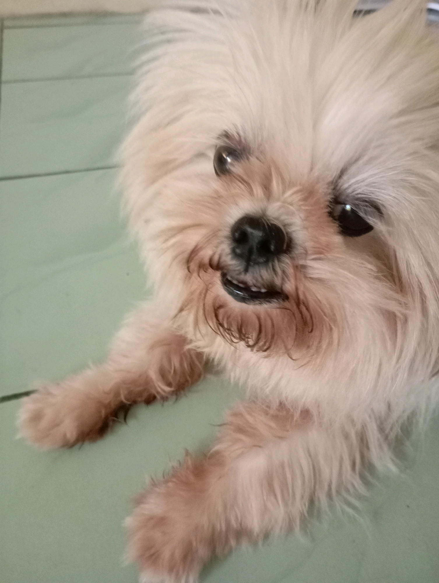 A light-colored, fluffy dog with dark eyes and a black nose is lying on a light green, tiled floor. The dog's fur is messy and sticks out in various directions, framing its face. Its mouth is slightly open, revealing some teeth. One of its front paws is extended towards the viewer, while the other is visible further back. The background is a plain, light green tiled surface with visible grout lines. This scene is likely from a residential setting in Balikpapan, Indonesia, possibly a home or a pet-friendly establishment.