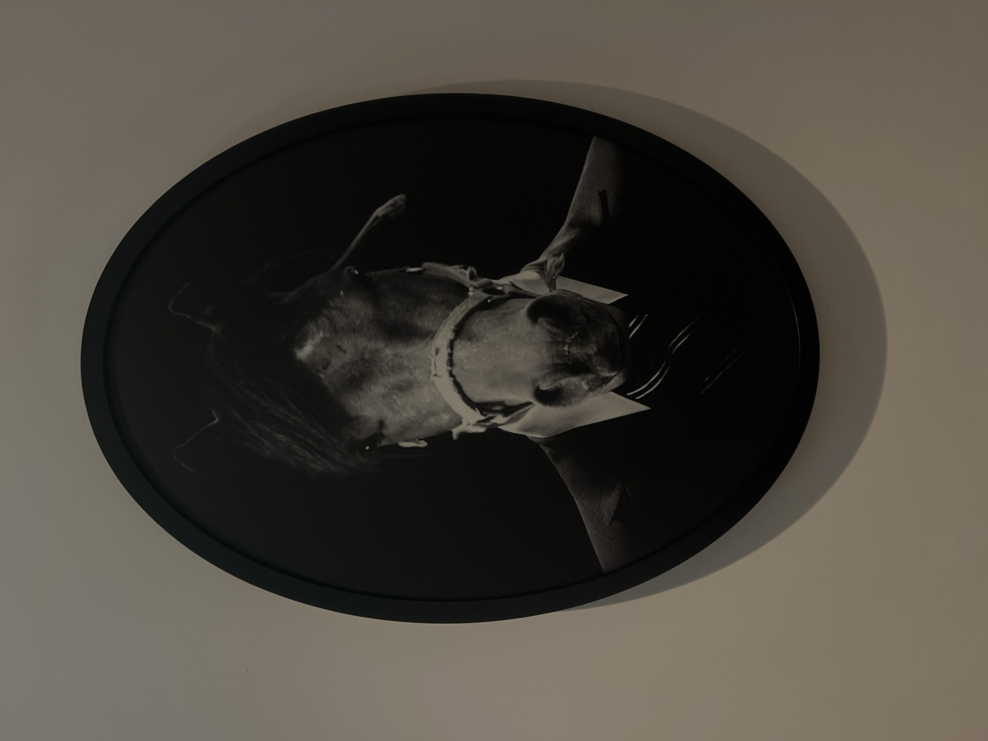The image shows a framed oval portrait of a horse wearing a suit and tie. The horse's head is the central focus, with its eyes looking forward. The horse is wearing a white halter and a dark suit jacket with a striped tie. The background is dark, creating a dramatic effect. The portrait is hanging on a neutral-colored wall. There is no visible indication of the location being in Tel-Aviv, Israel.