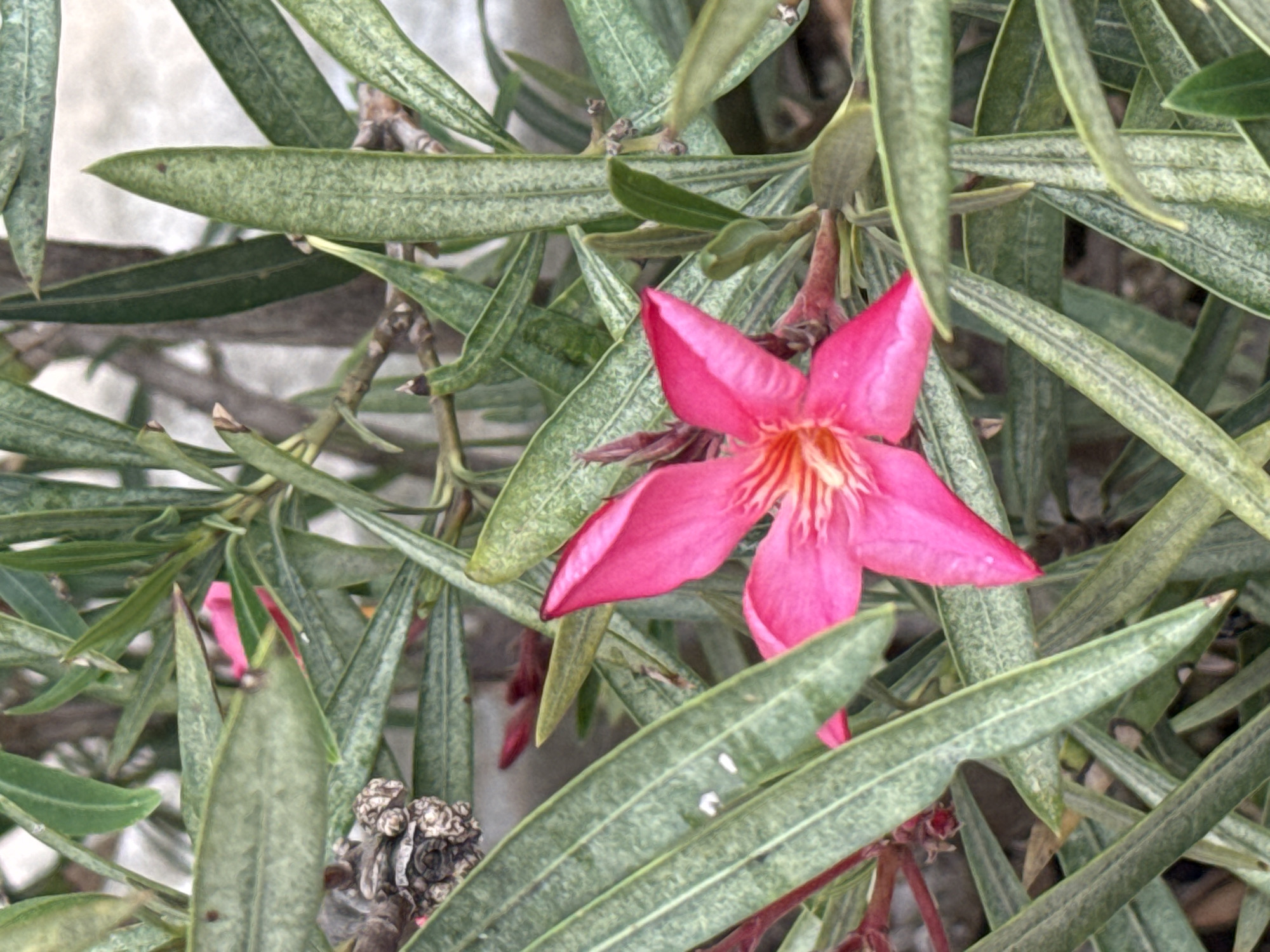 This close-up image captures a vibrant pink flower, likely an oleander, blooming amidst its lush green foliage. The prominent flower, centrally located, features five distinct, overlapping petals with a bright, striped center, showcasing its delicate internal structure. Surrounding this main bloom is a dense array of long, narrow, and somewhat leathery green leaves, which fill most of the frame.
The leaves exhibit a subtly textured surface, contributing to the natural appearance of the plant. In the lower left corner, a partial view of another pink flower or bud is visible, nestled among the leaves, suggesting the plant is in full bloom. Scattered within the foliage, particularly towards the lower left and right, are small, dried, and brownish plant elements, possibly remnants of older flowers or seed pods.
The setting appears to be outdoors, likely in a garden or natural landscape, consistent with the location context of Budva, Montenegro, where oleanders are common. The lighting is bright and even, indicating a clear daytime scene without harsh shadows. No specific activity is occurring, the image simply showcases the plant in its natural state. There are no people, animals, man-made objects, or visible text within the frame. The overall impression is one of serene natural beauty.