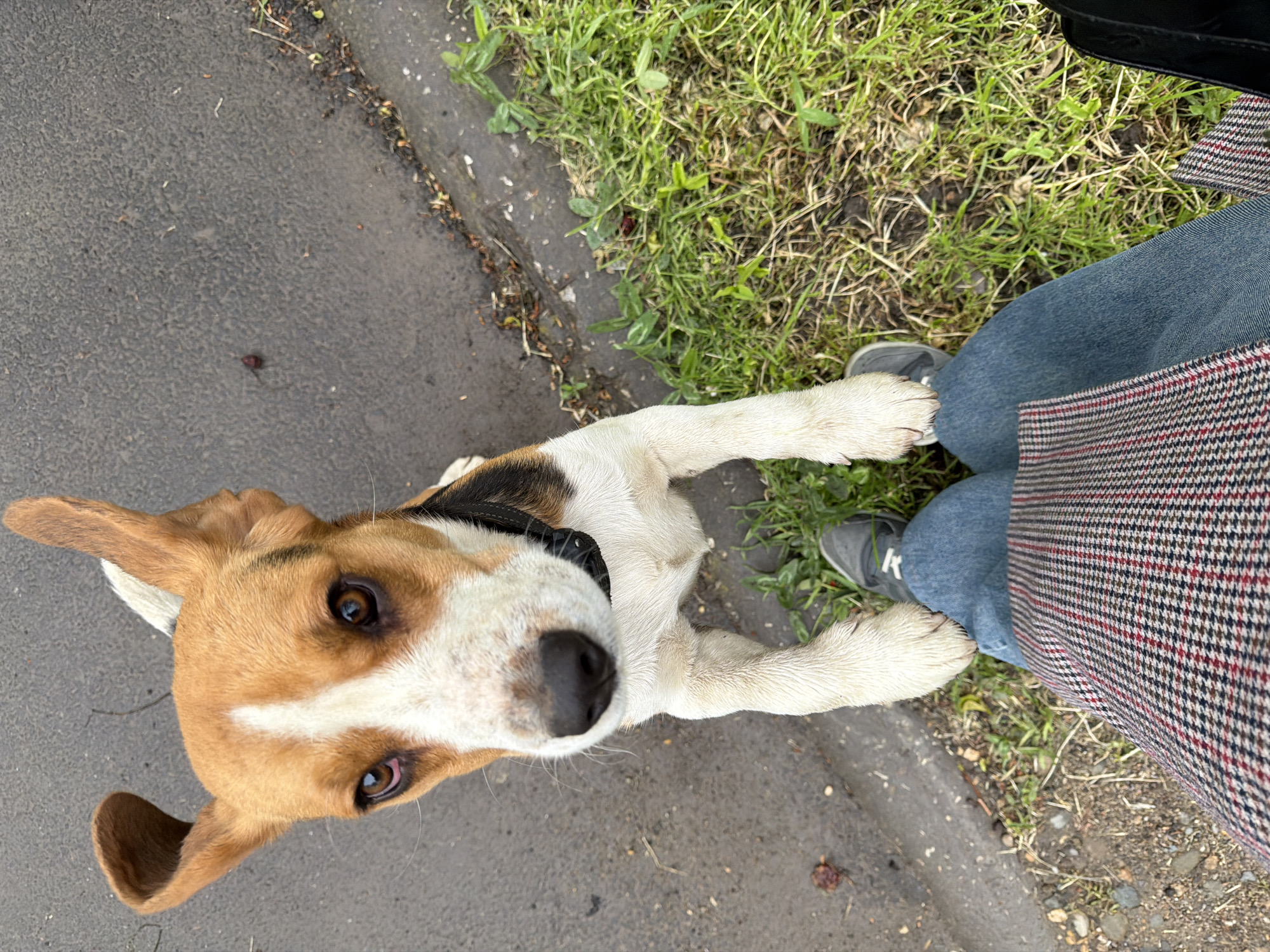 A close-up, high-angle shot features a tan and white Beagle dog with brown eyes, positioned between a patch of grass and an asphalt surface. The dog's paws are placed near the feet of a person wearing blue jeans, grey sneakers, and a plaid coat. The setting appears to be outdoors on a sidewalk or street edge. The specific location in the city of Yuzhny, Russia, cannot be determined from the image.