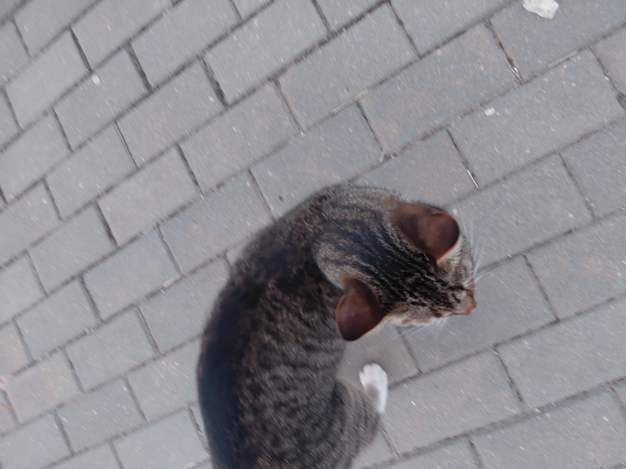 A tabby cat with a white paw is shown from a high angle, looking down at the paved ground. The cat's fur is striped with shades of brown and black. The ground is made of rectangular grey pavers. The image appears to be taken outdoors in Smarhon, Belarus.