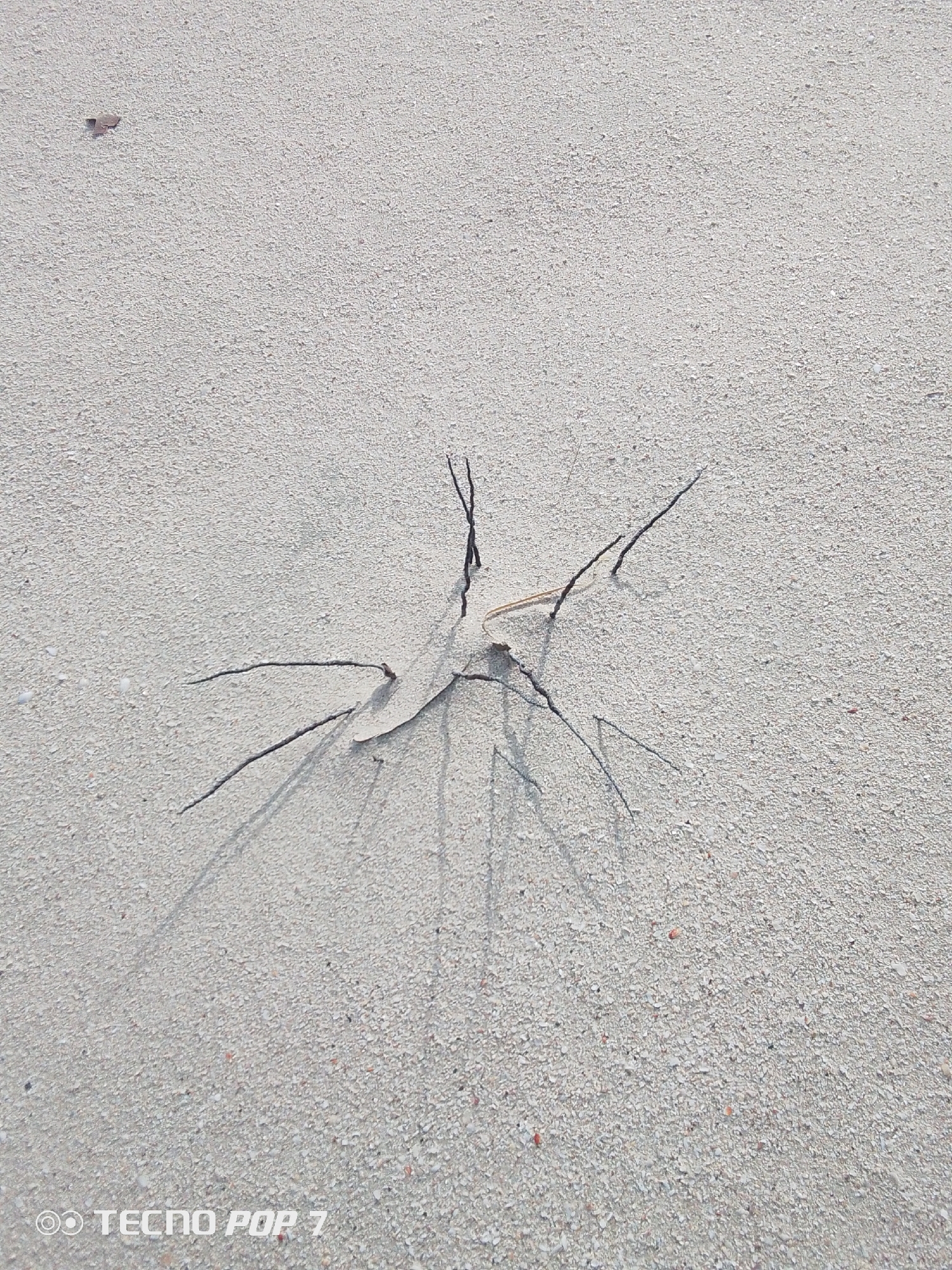The scene is a close-up shot of sand, likely on a beach, in what is presumed to be Pedro González, Venezuela. There is a collection of thin, dark sticks embedded in the sand, radiating outwards from a central point. The sticks cast shadows, indicating a light source from above. The sand is light-colored and granular. There is also a small brown leaf or debris visible on the upper left part of the image. The lower left corner has the words "TECN POP 7". The image does not contain any visible people or specific actions.