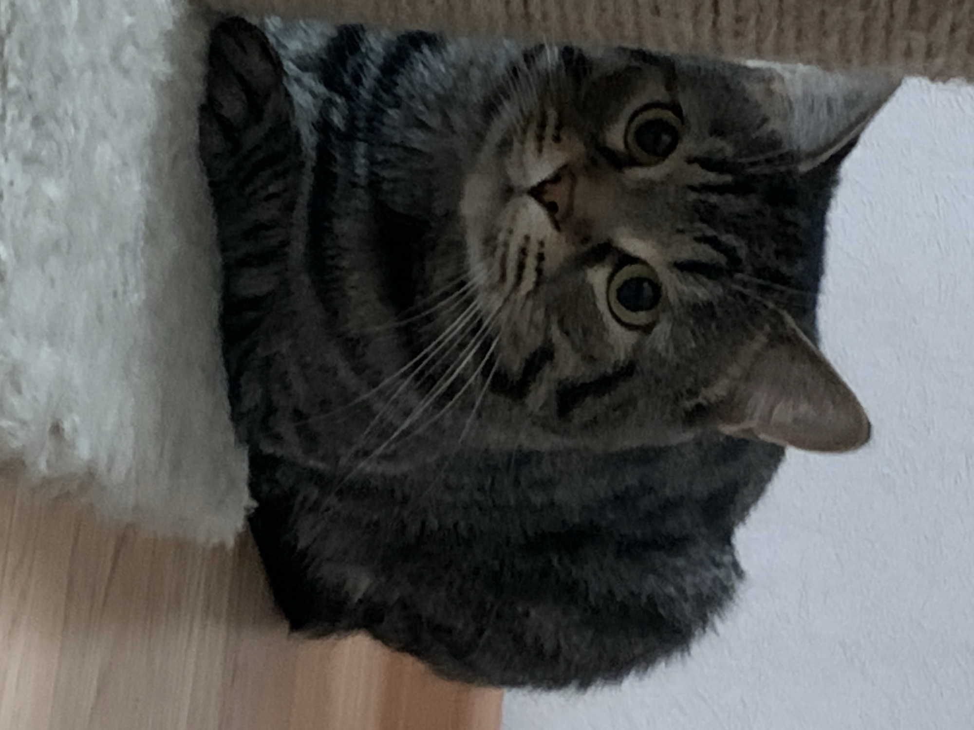 A tabby cat is resting atop a multi-tiered cat tree, looking directly at the camera. The cat has green eyes, a gray and black striped coat, and white whiskers. Part of the cat tree is covered in white faux fur. The background is a plain white wall. The location cannot be determined to be Stavropol, Russia from the image.