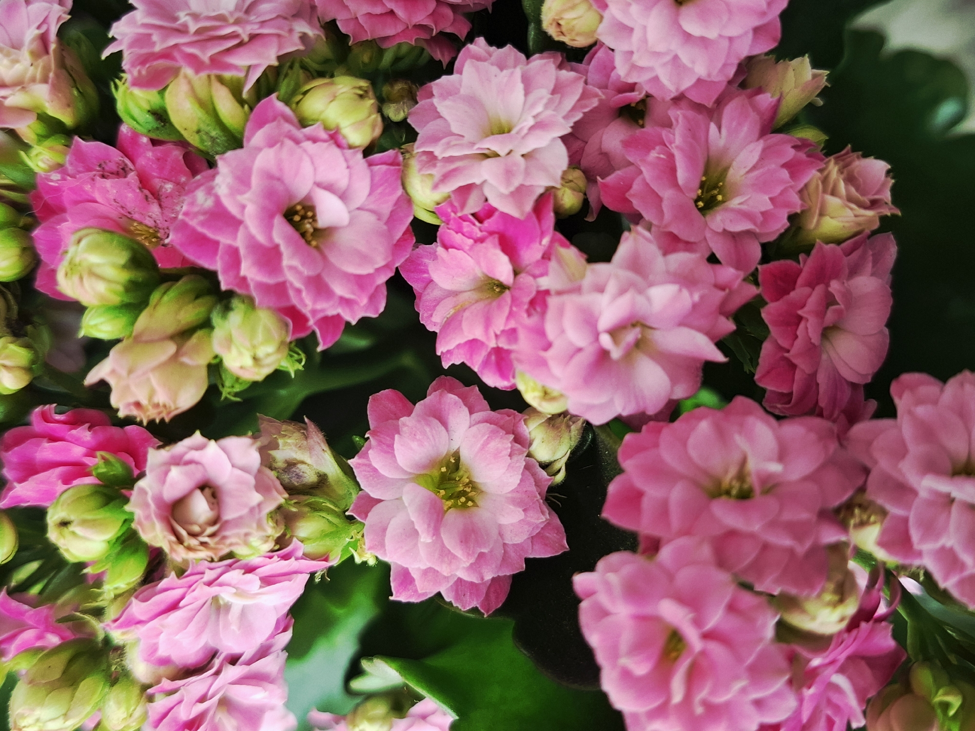 A close-up photograph showcases a cluster of pink Kalanchoe flowers, with various buds and blooms in different stages of opening. The flowers range in color from light to deep pink. The image is likely taken indoors, but the location is not discernible from the visual information provided.
