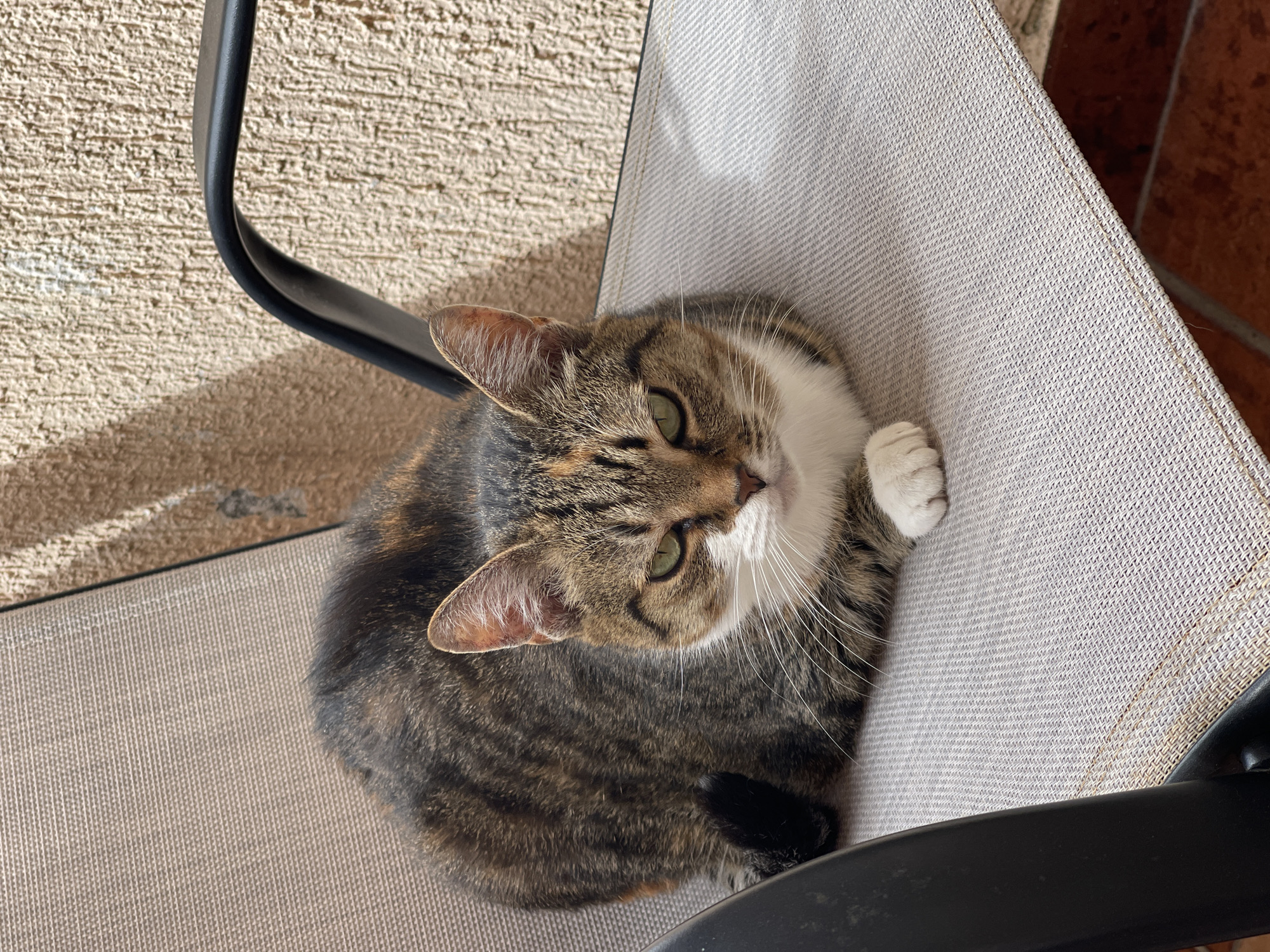 A tabby cat is perched on a chair in an outdoor setting. The chair has a black frame and a light-colored fabric seat. The cat has a white chest and paws, and green eyes. The background includes a textured wall, and potentially part of the city Budva, Montenegro, if inferred from context. The cat is looking up towards the viewer, with its head tilted slightly.