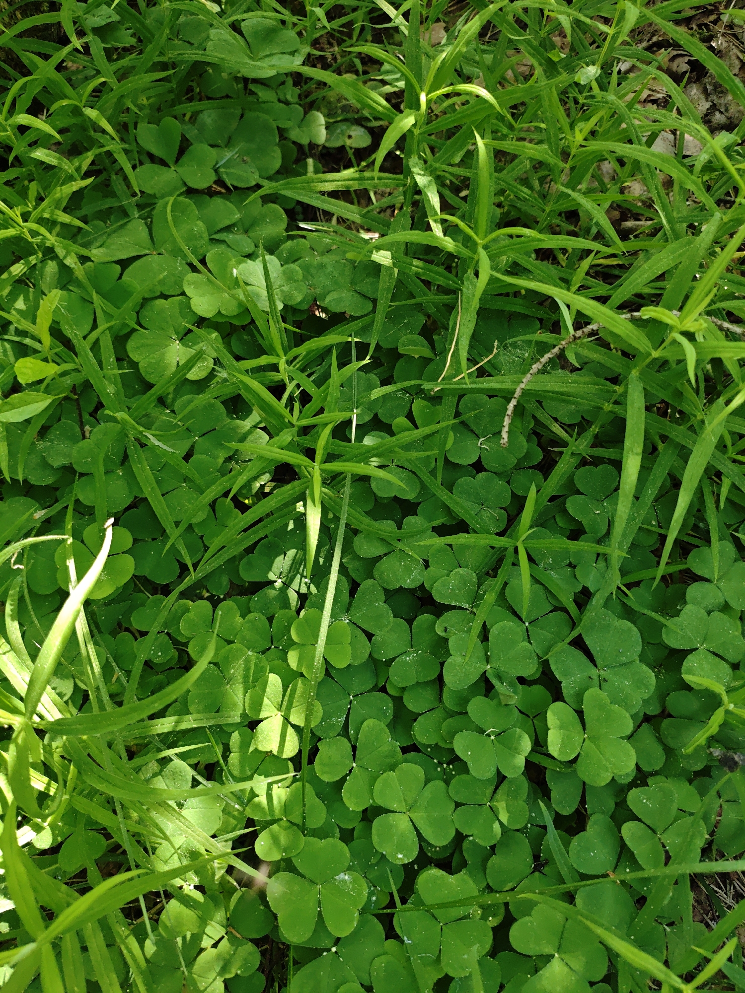 The image depicts a patch of lush green vegetation, likely located in Боровково, Russia, though this is based solely on the prompt. The foreground is dominated by a dense carpet of three-leaf clovers, interspersed with blades of green grass. The lighting suggests daylight, with some areas in direct sunlight and others in shadow. There are no people, subjects, or actions visible. The environment is limited to the close-up view of the ground vegetation.