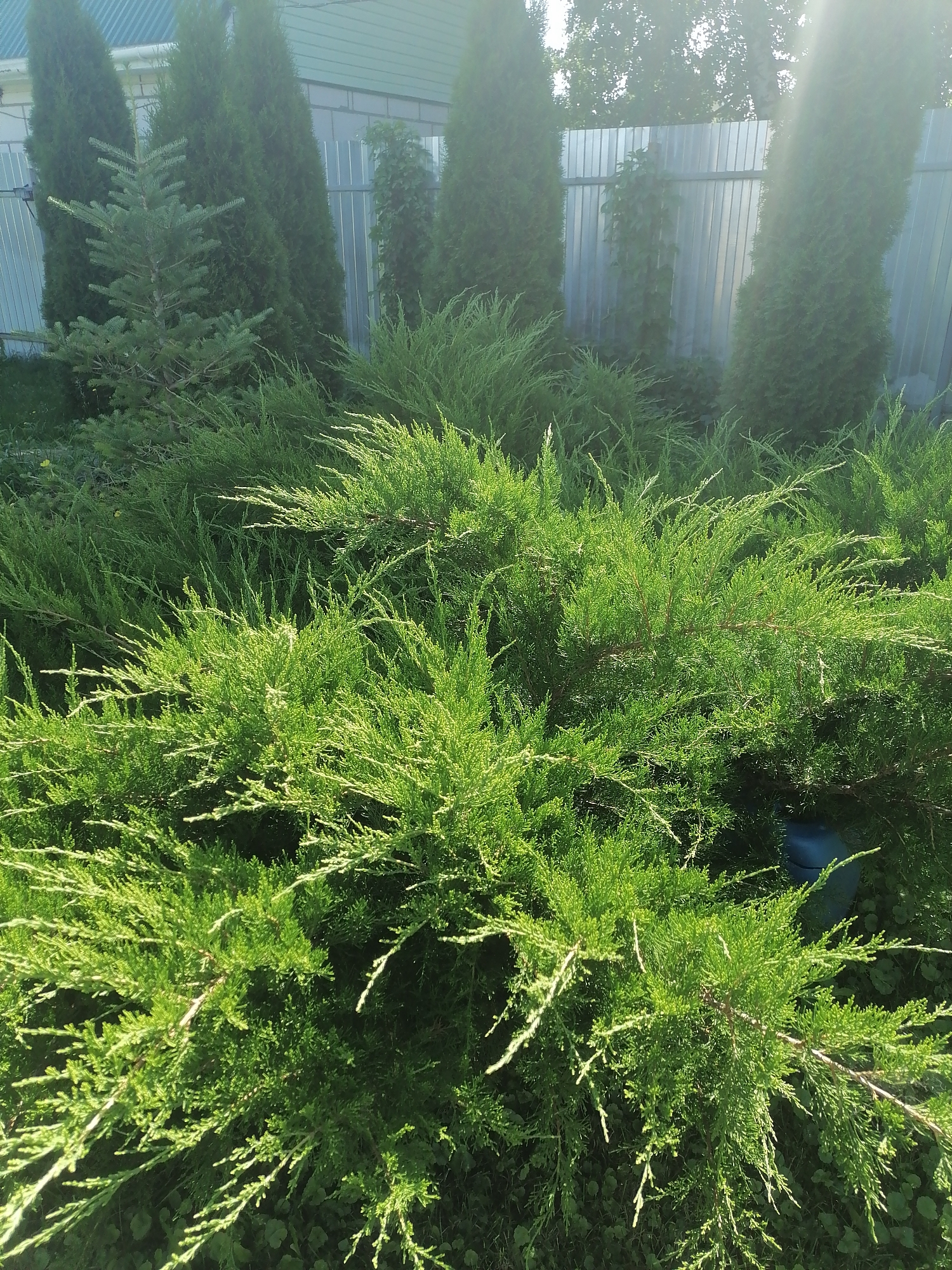 The image depicts a close-up view of vibrant green evergreen bushes in the city of Pecherniki, Russia. The foreground is dominated by lush, sprawling juniper bushes, their feathery foliage catching the sunlight. In the background, a row of tall, conical evergreen trees stands against a corrugated metal fence. The trees are densely packed, creating a natural screen. Sunlight filters through the branches, casting dappled shadows. The ground beneath the bushes appears to be covered in grass and other low-lying vegetation. The overall scene is one of a well-maintained garden or yard, with a focus on the natural beauty of the plants.
