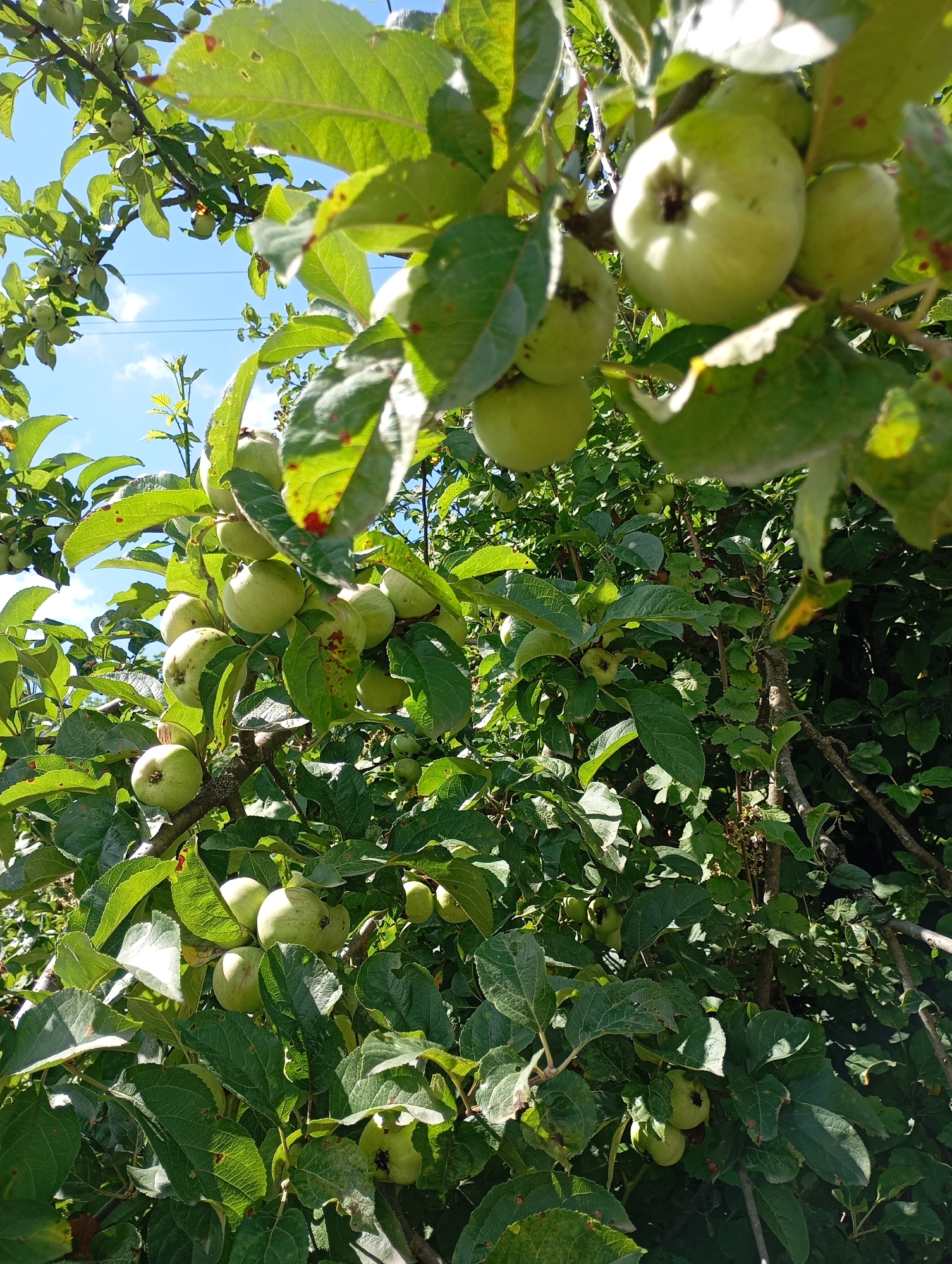 In Lesogorskaya, Russia, an apple tree bears a profusion of green apples on its branches, partially obscured by lush green foliage. The sky, a clear blue with scattered white clouds, peeks through the leaves. The scene is set outdoors, under natural light, suggesting a daytime setting. No people are visible in the image.