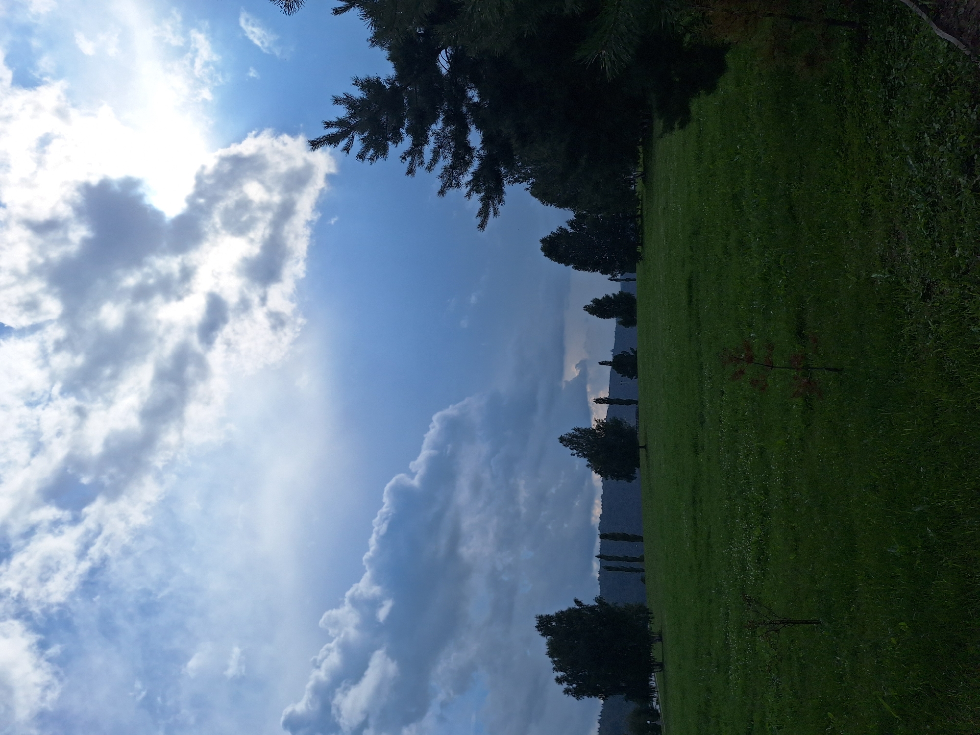The image depicts a landscape scene with a large expanse of green grass in the foreground, dotted with small trees. In the middle ground, a line of various trees, including deciduous and coniferous varieties, stretches across a gentle slope. Beyond the trees, a dark, undulating silhouette of a forest or hills forms the background. The sky above is dramatic, filled with a mix of dark, heavy clouds and brighter, sunlit areas, suggesting an overcast or partly cloudy day. A large pine tree dominates the right side of the frame, its dark branches and needles silhouetted against the sky. The overall impression is one of a natural park or rural area. The location is identified as Атамановка, Russia. There are no people or discernible actions captured in the image.