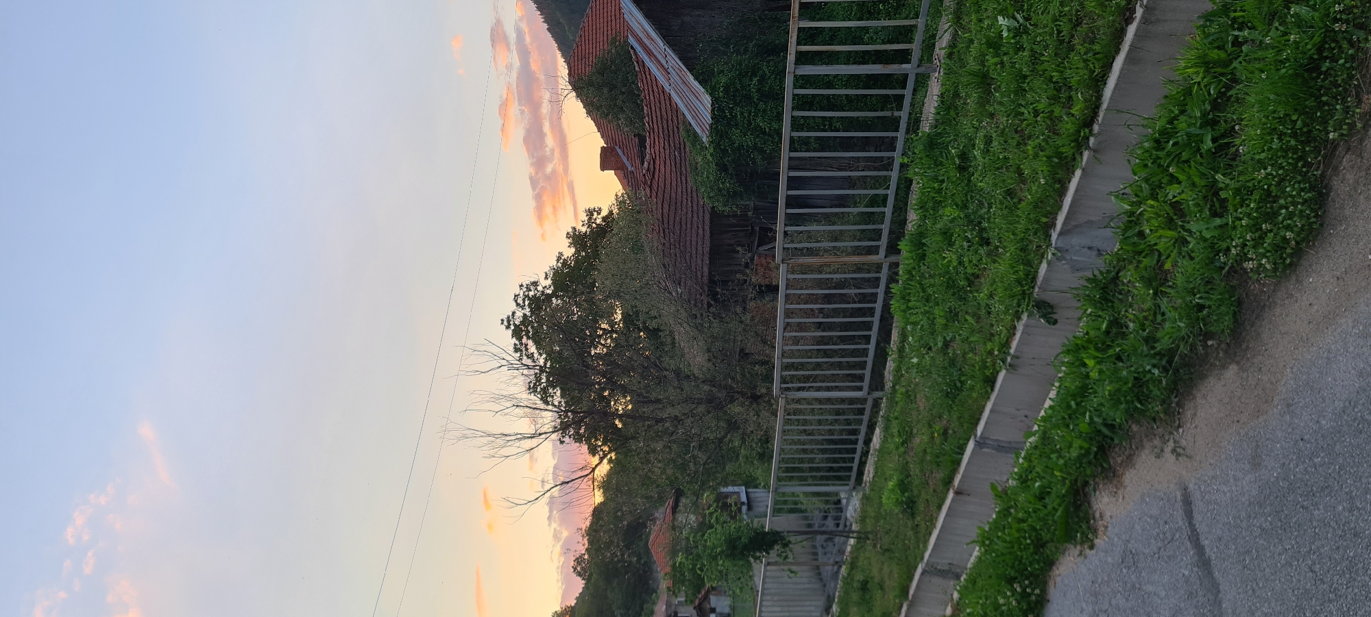 The image depicts a rural or semi-rural scene in Lopian, Bulgaria, at either sunrise or sunset, characterized by a gradient sky from pale blue to orange and pink. The upper half of the frame is dominated by the sky, featuring scattered, elongated clouds tinted with orange and pink hues. Multiple thin, dark power lines horizontally traverse the sky in the upper-middle section.
In the midground, a dense arrangement of trees with varying foliage is present. Some trees display full, dark green leaves, while others, notably a prominent one towards the center-left, are largely deciduous and bare of leaves. Interspersed among the trees are several buildings, primarily identifiable by their red or terra cotta tiled roofs. One structure on the right side features a section of corrugated metal roofing. These buildings appear to be older, some partially obscured by vegetation, suggesting a state of disuse or overgrowth. A forested hillside or mountain range is visible in the background on the right, rising above the rooftops.
The foreground consists of a grey asphalt road visible on the left side, angling upwards from the bottom-left corner. A concrete curb and gutter system separates the road from a grassy verge. Beyond the curb, a metal fence with vertical slats extends horizontally across the lower-middle of the image. Lush green grass and various ground cover plants grow densely along the roadside, behind the curb, and behind the fence, obscuring the ground level behind it. A small, slender tree with sparse green leaves is visible immediately behind the fence on the left side. No people or animals are present in the frame.
