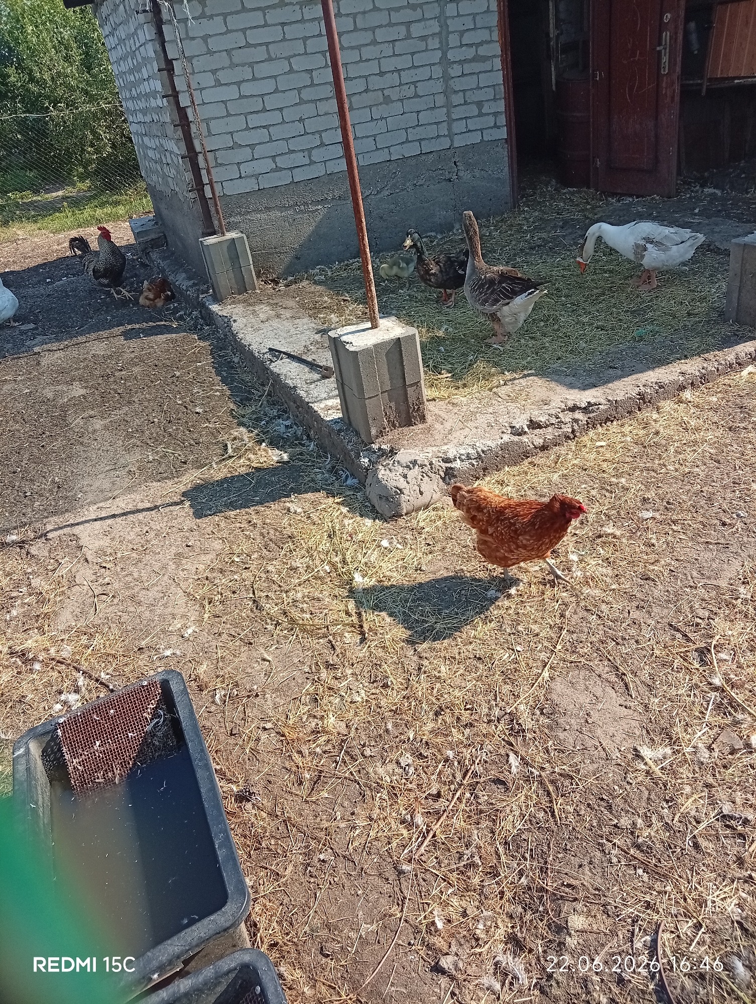 In Mykolaivka, Ukraine, a sunny outdoor scene captures a small farmyard. A brick building with a brown wooden door stands to the right, its wall partially covered by a rusty pole. Several farm animals are present: a brown hen is walking on the dry, straw-covered ground, while a rooster with black and white plumage stands near the building. A group of ducks, including a larger one with brown and white feathers and smaller ducklings, are gathered near the building's base. A white goose pecks at the ground in the middle of the frame. In the foreground, a black trough filled with water sits on the ground. The overall environment is dry and rural.