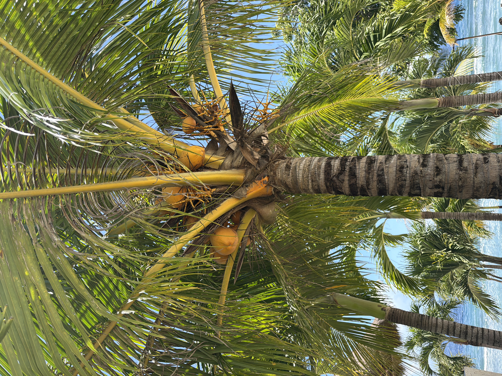 The image depicts a view looking up into a palm tree with coconuts. The tree is located in Batununggal, Indonesia. Several yellow-orange coconuts are clustered near the trunk of the tree. The leaves are green and fan out. The sky is visible between the leaves, with other palm trees visible further away. In the background, the blue ocean is visible.