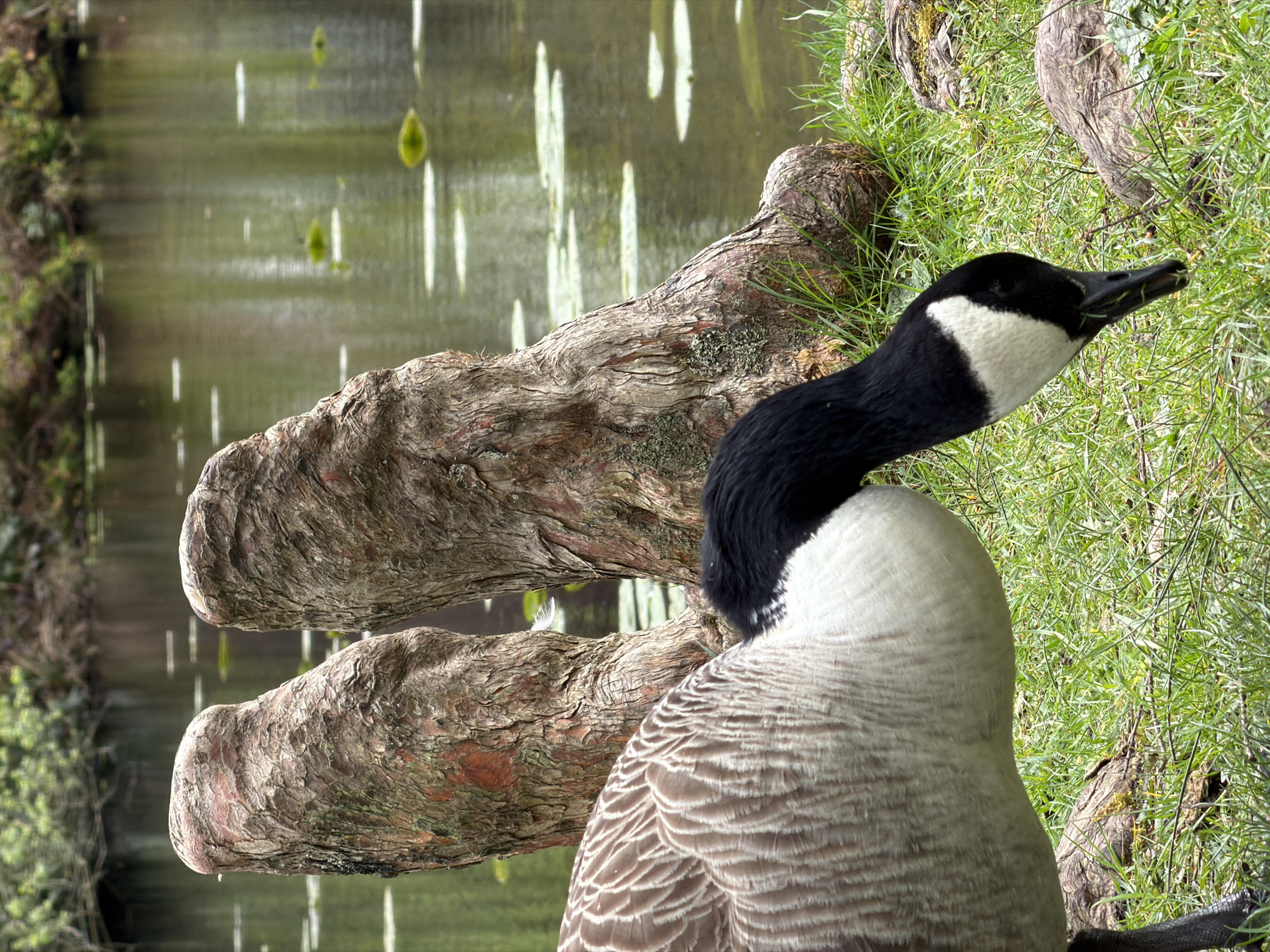 A Canadian goose stands on grassy terrain near a body of water. The goose has a black head and neck with a white cheek patch, and its body is covered in gray and white feathers. The background includes a pond or lake with light reflecting on the surface. A tree root is visible on the ground, near the goose. It's possible this image was taken in Knutsford, United Kingdom, due to the commonality of Canadian geese in such areas.
