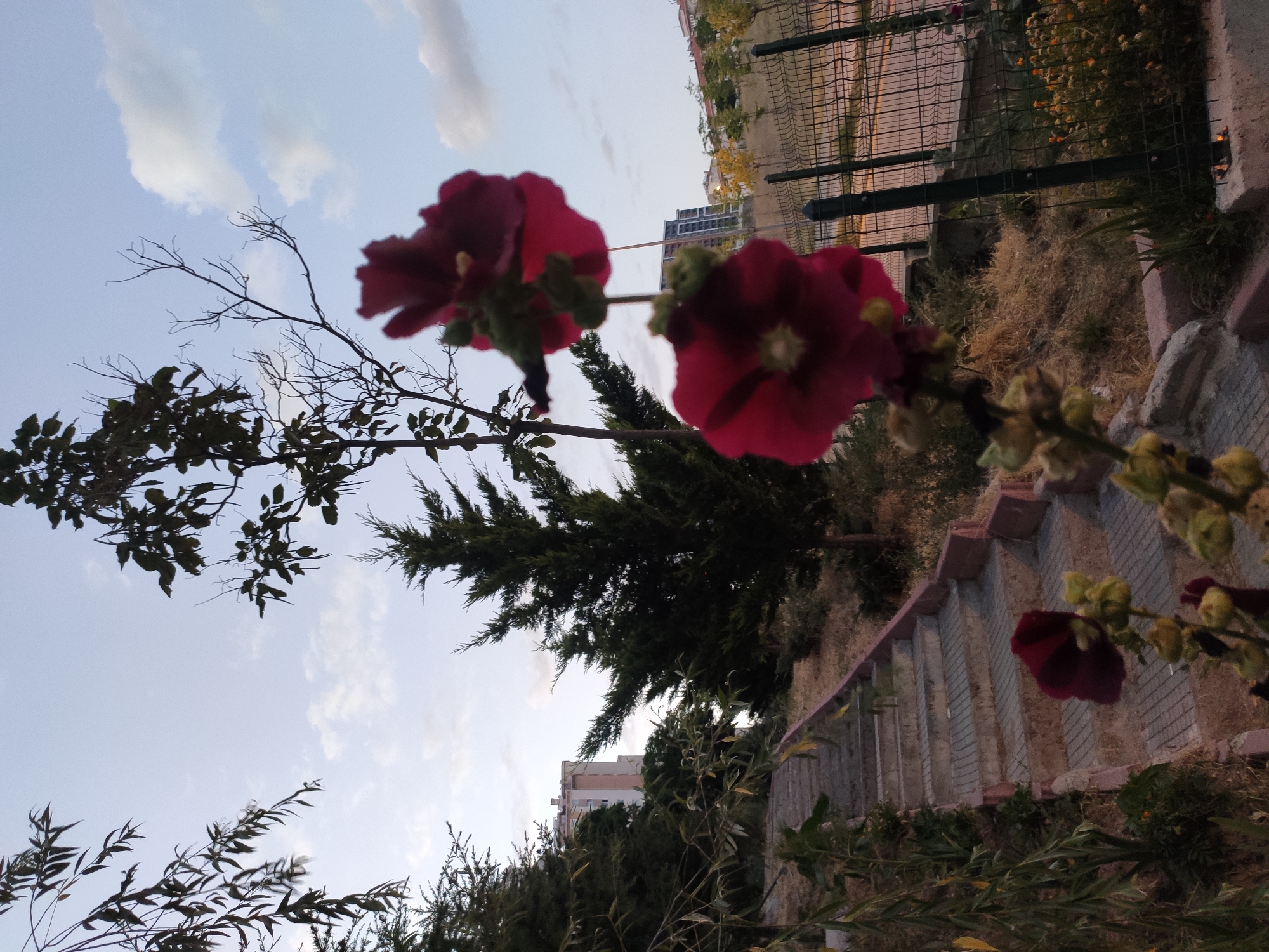 The photograph captures a view of a park in Etimesgut, Turkey, featuring a staircase on the left leading upwards, flanked by greenery. In the foreground, two dark pink hollyhock flowers are in focus, appearing slightly blurred due to their proximity to the camera. Behind the flowers, a tall evergreen tree stands prominently, with a building visible in the background. The sky above is partly cloudy, with a pale blue hue. A metal fence is present in the mid-ground, bordering the park area. The overall scene depicts an outdoor urban environment with natural elements.