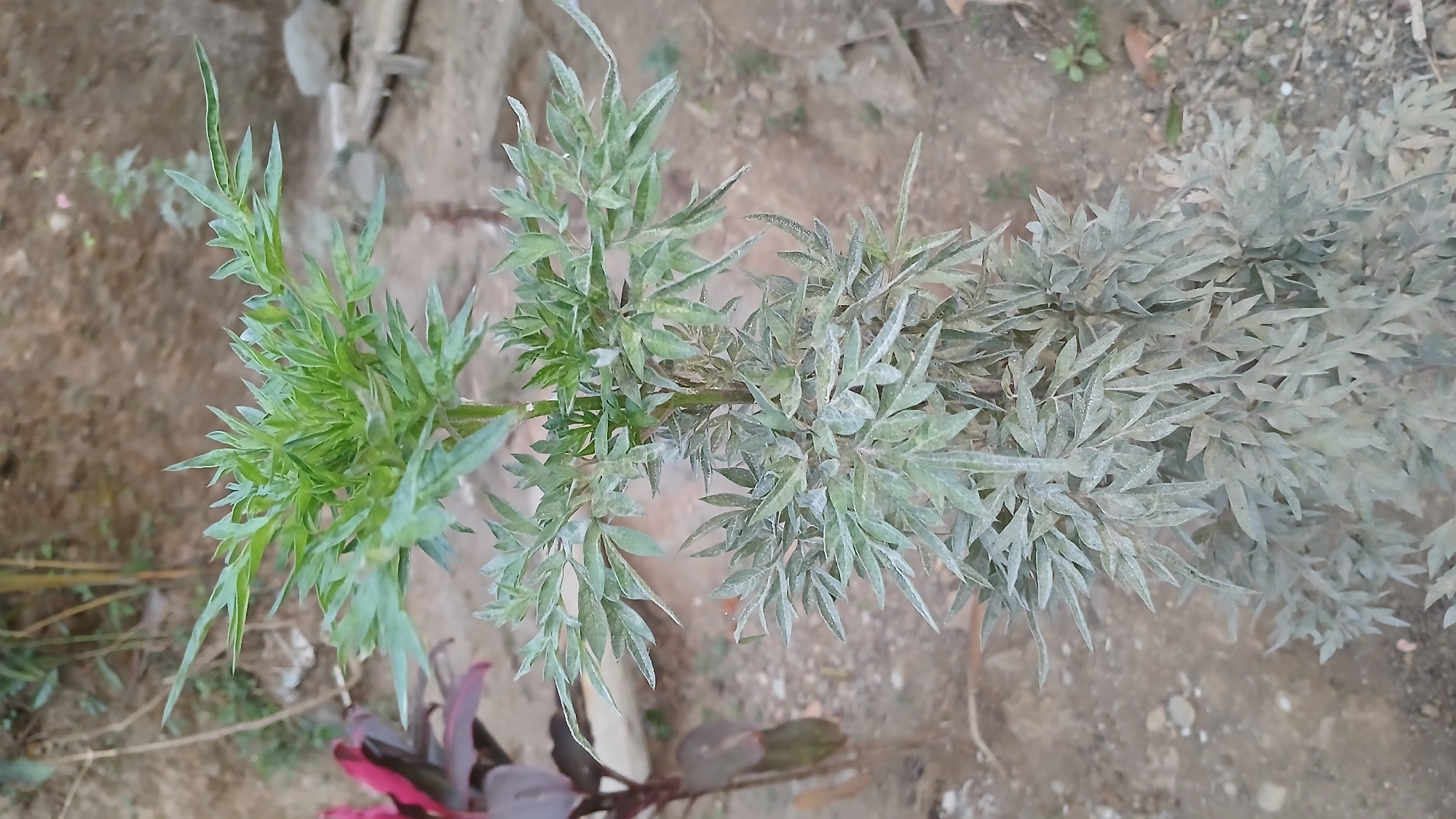 This image shows a close-up, vertical shot of a plant with feathery, green leaves. The plant has a tall, slender stem, with the leaves becoming denser and paler towards the bottom. The background is out of focus and appears to be a dirt or gravel area with some rocks and other vegetation. There is no indication of the city of Sampang, Indonesia, or any specific location within it. The image is a still photograph of a single plant in an outdoor setting.